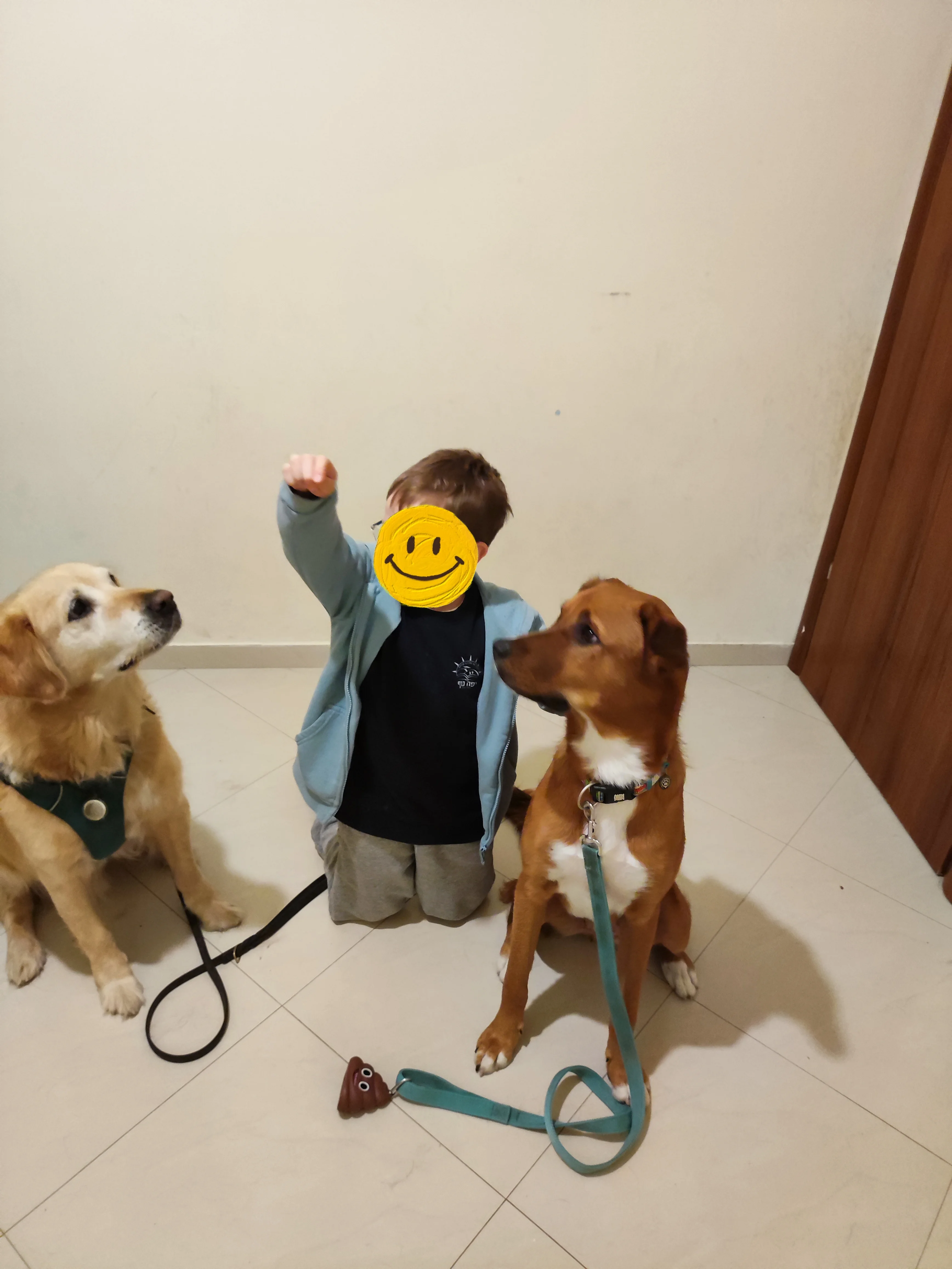 פעילות דרך הכלב