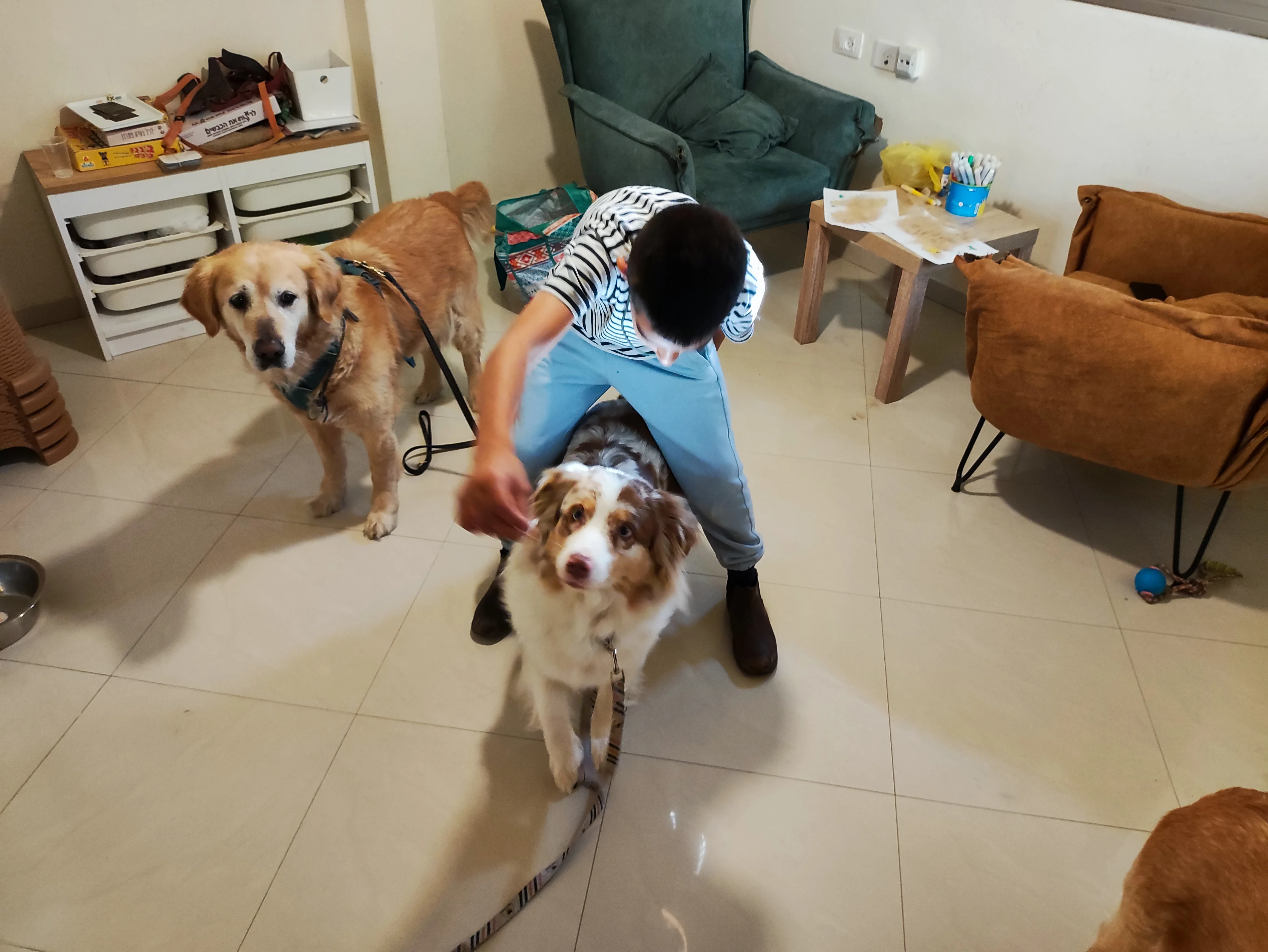 פעילות דרך הכלב