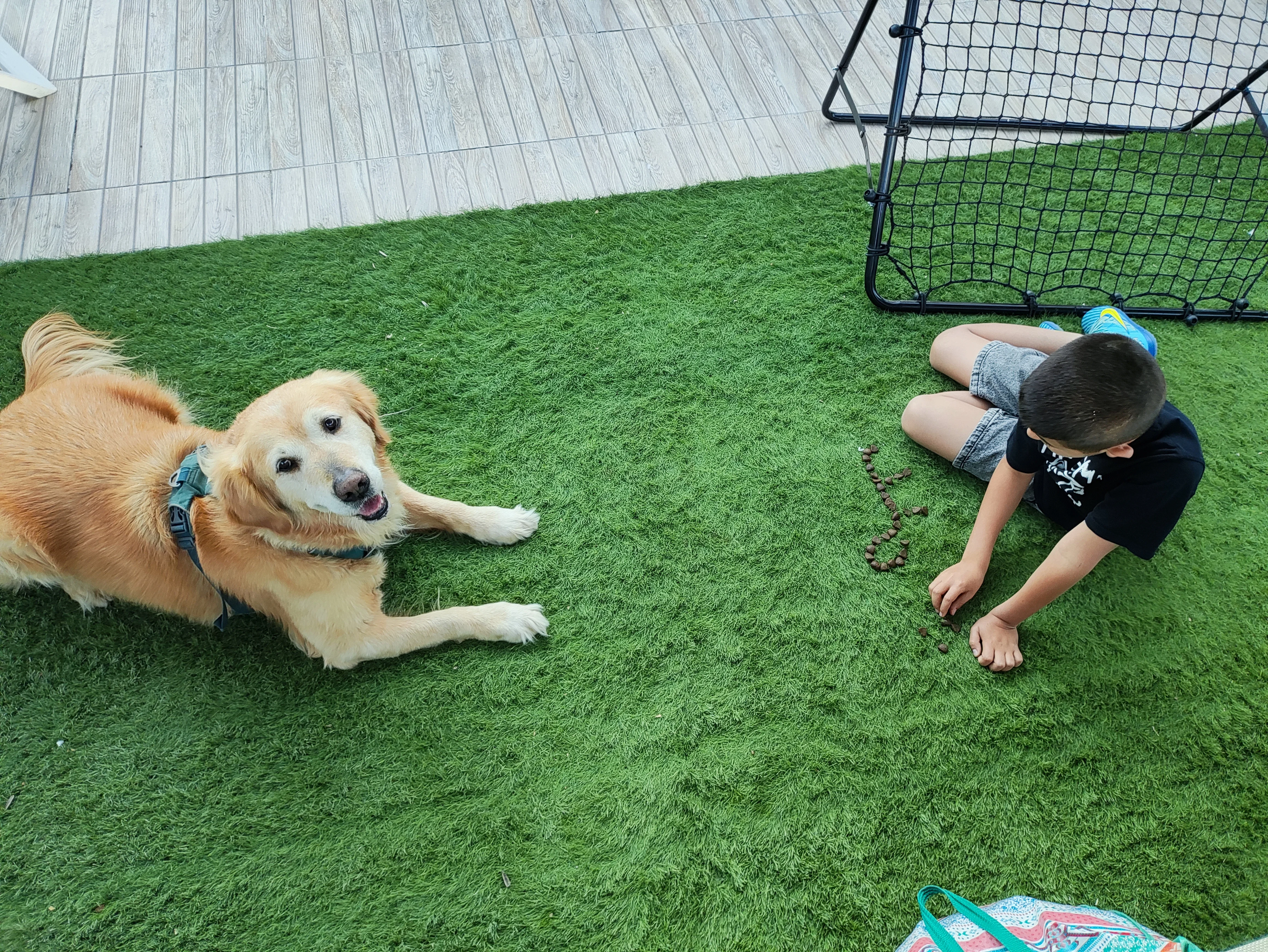 פעילות דרך הכלב