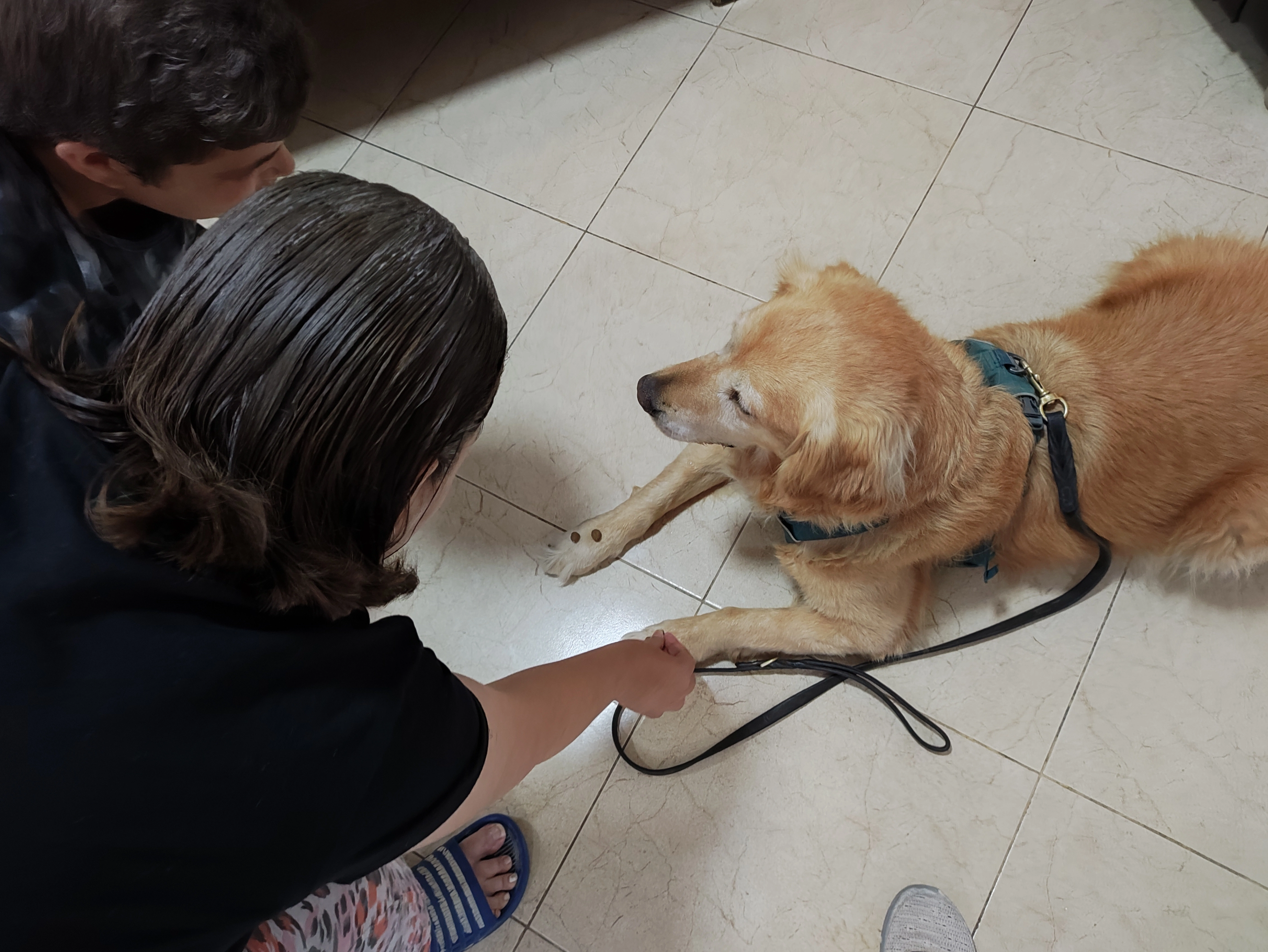 פעילות דרך הכלב