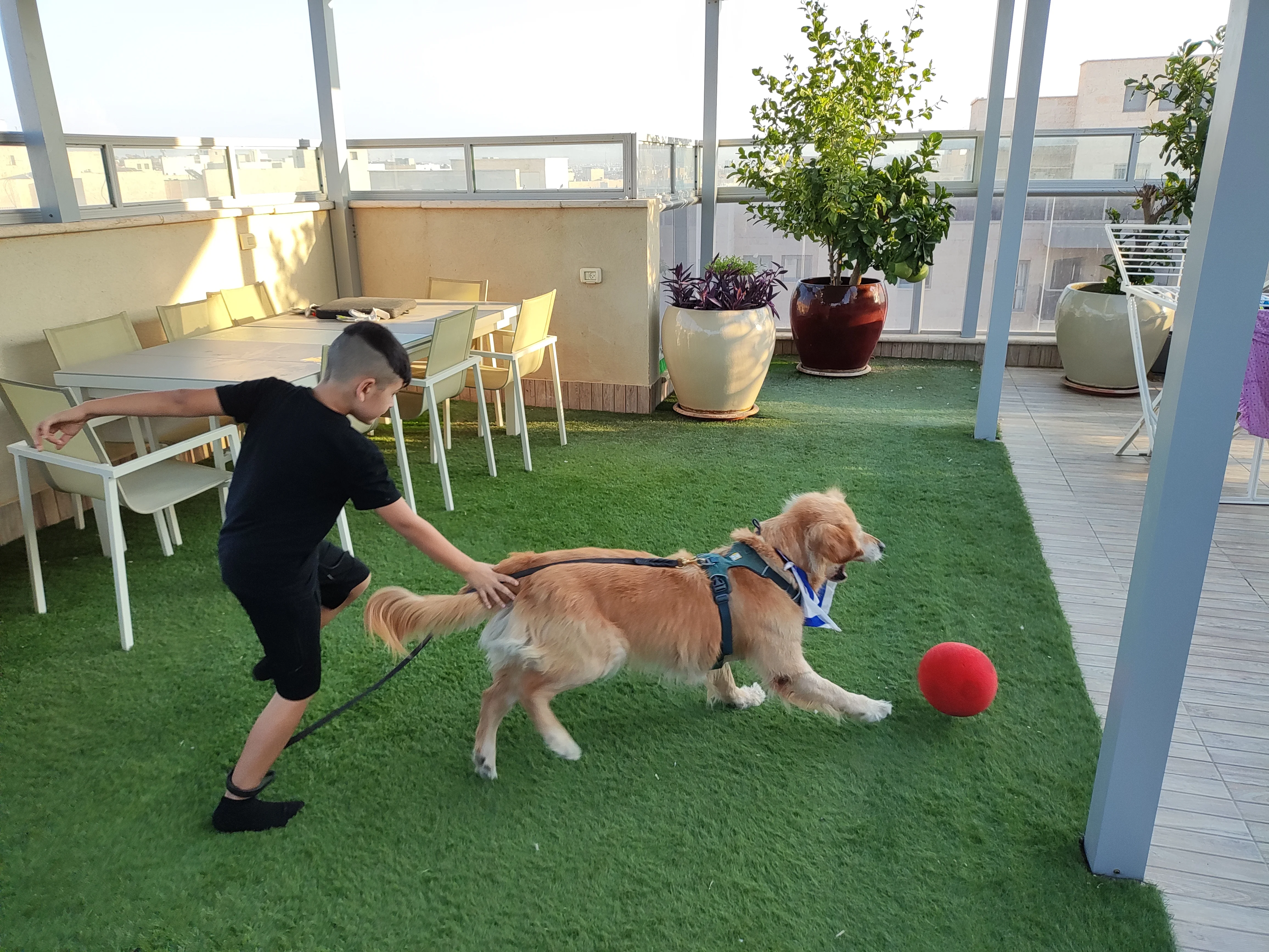 פעילות דרך הכלב