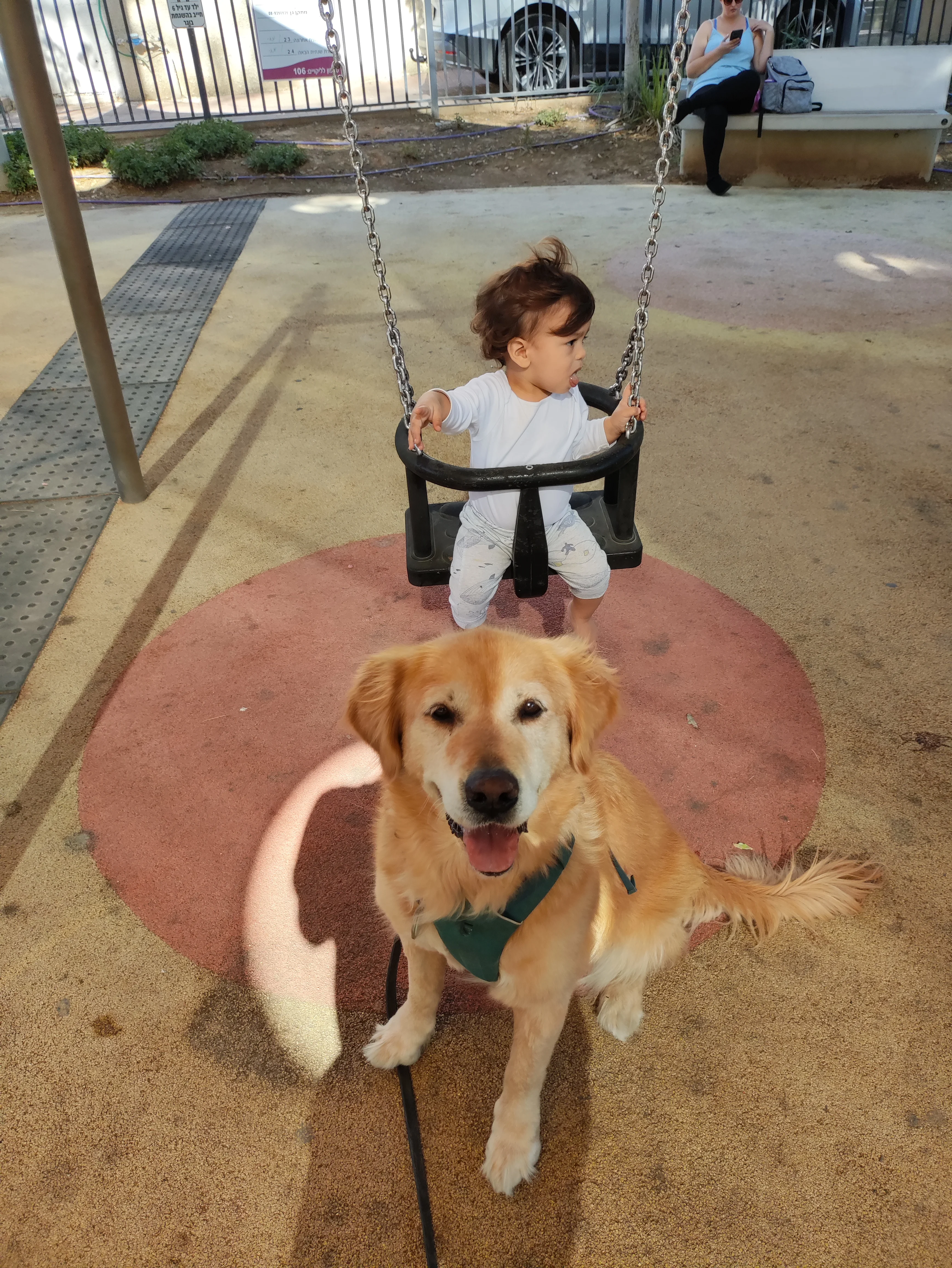 פעילות דרך הכלב