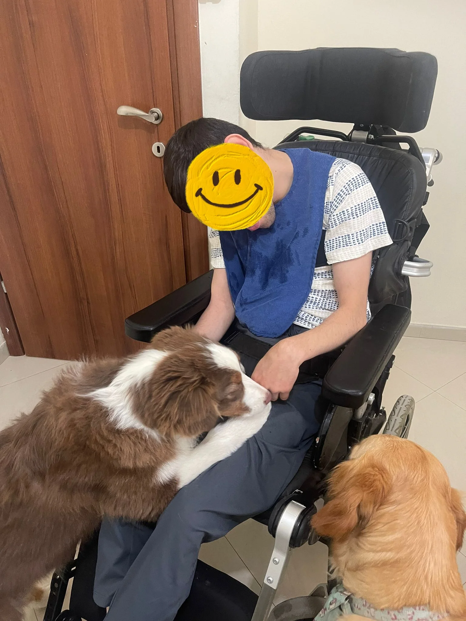 פעילות דרך הכלב