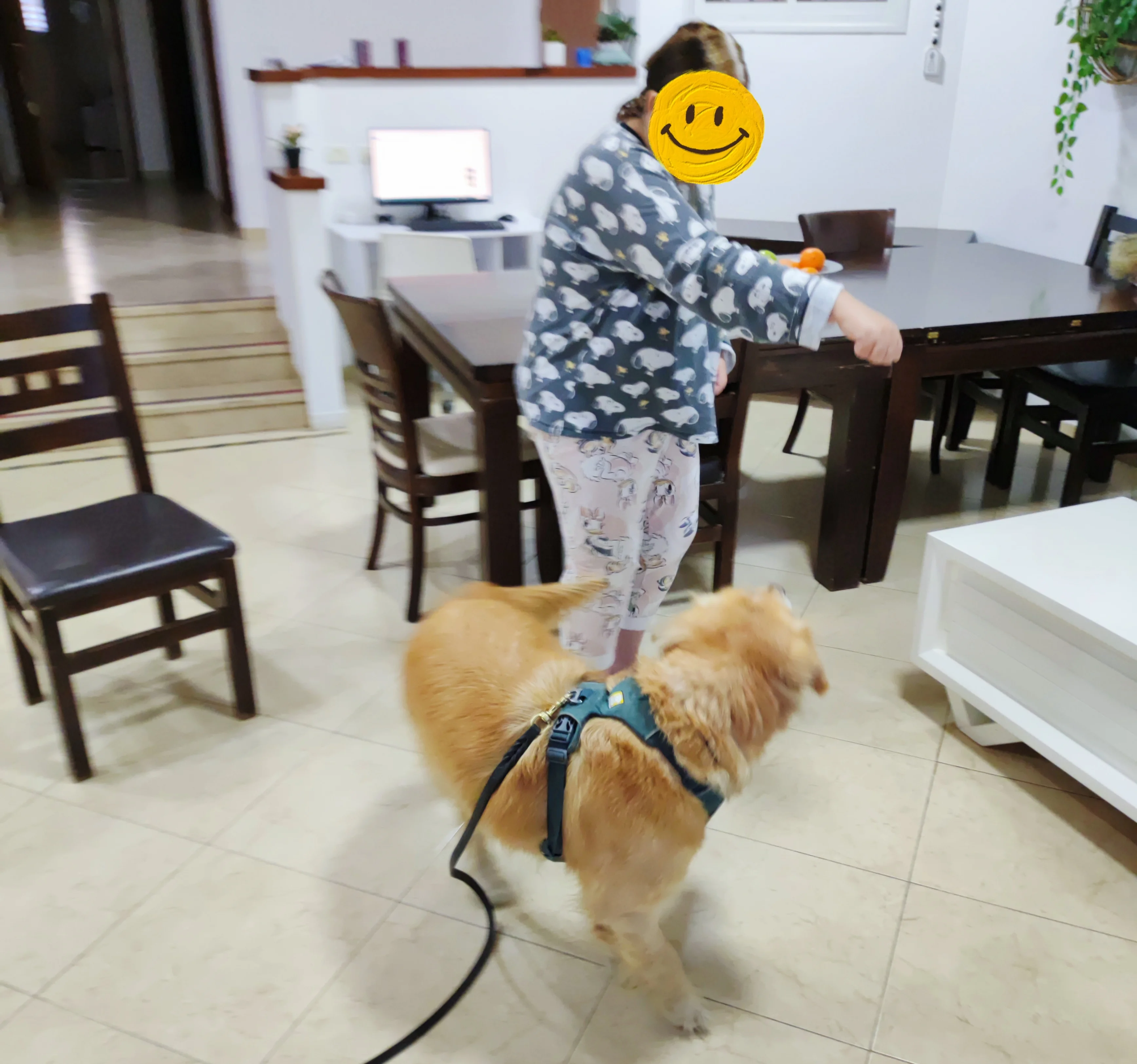 פעילות דרך הכלב