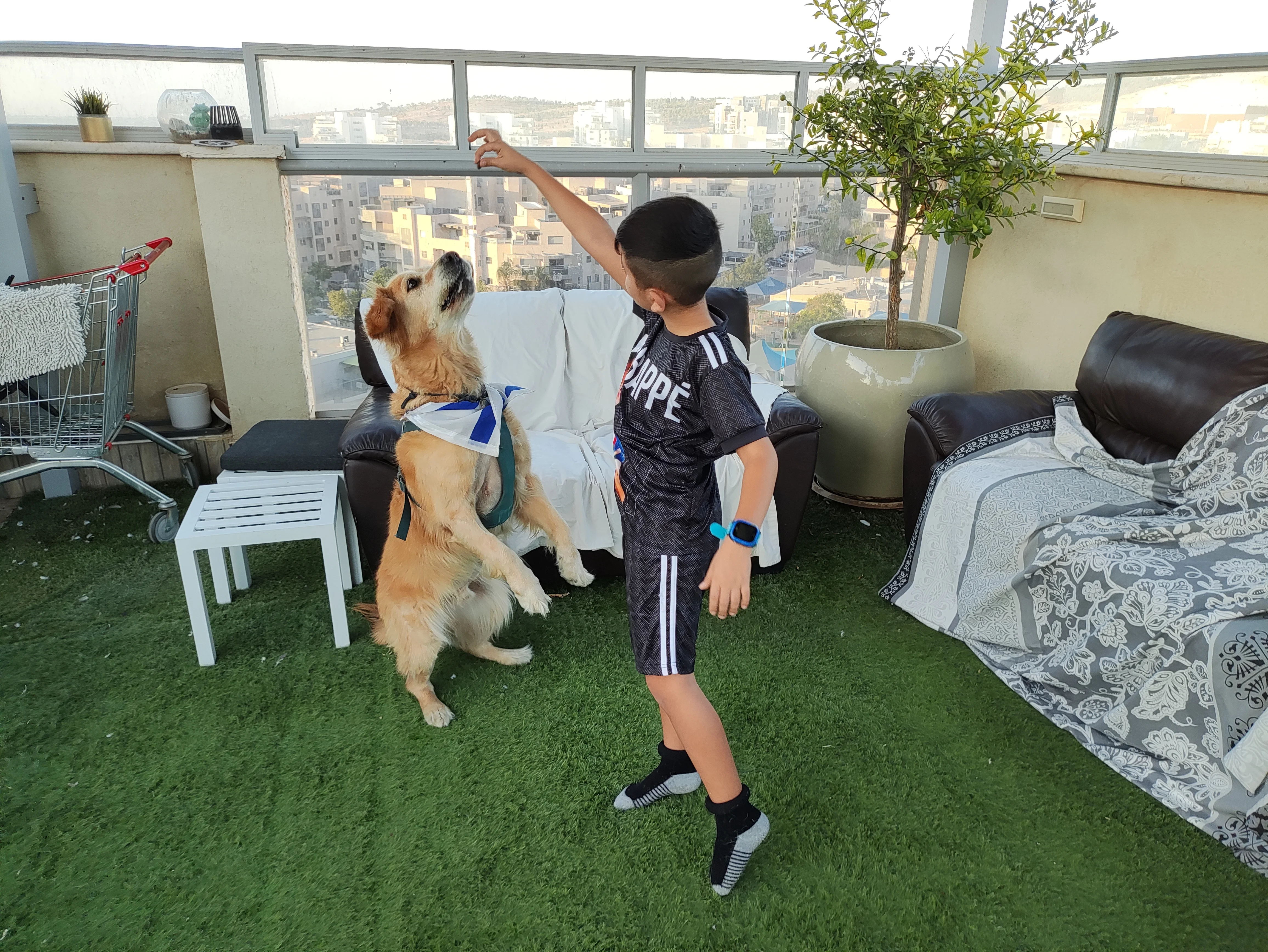 פעילות דרך הכלב