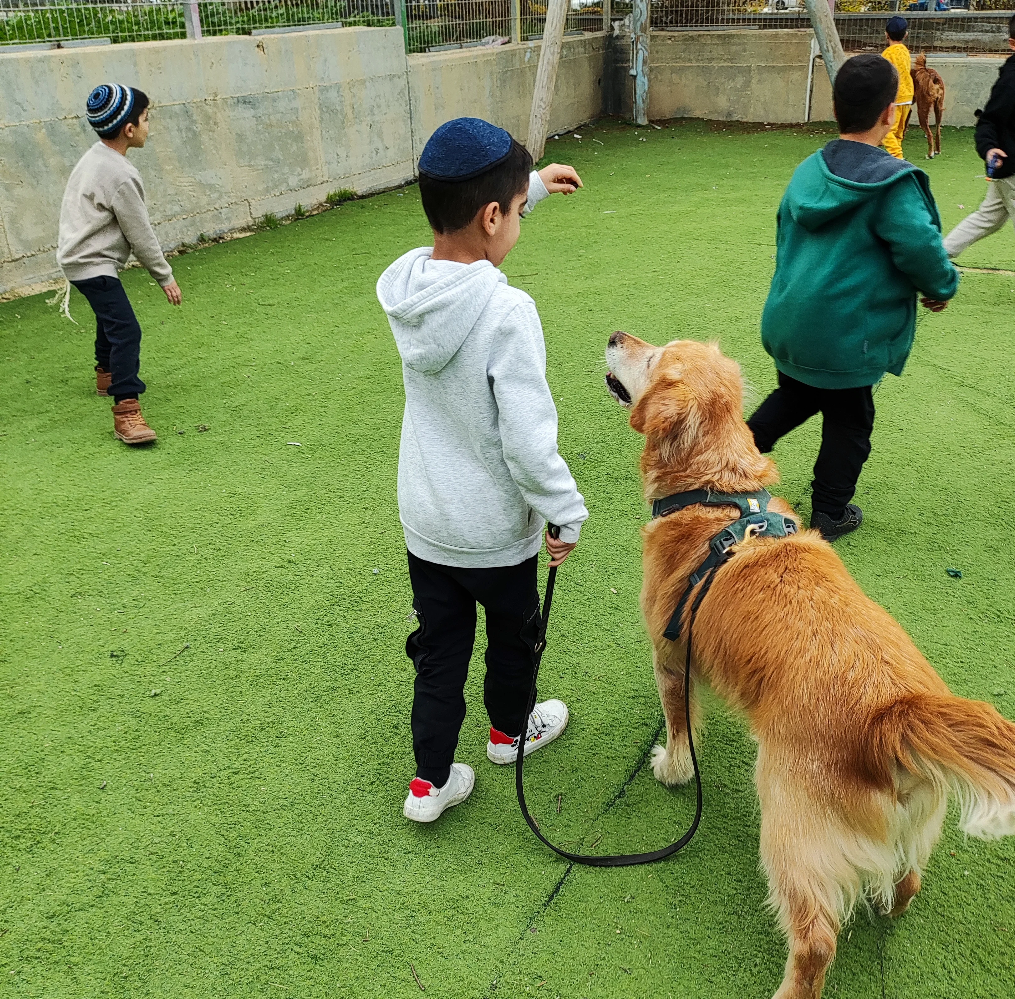 פעילות דרך הכלב