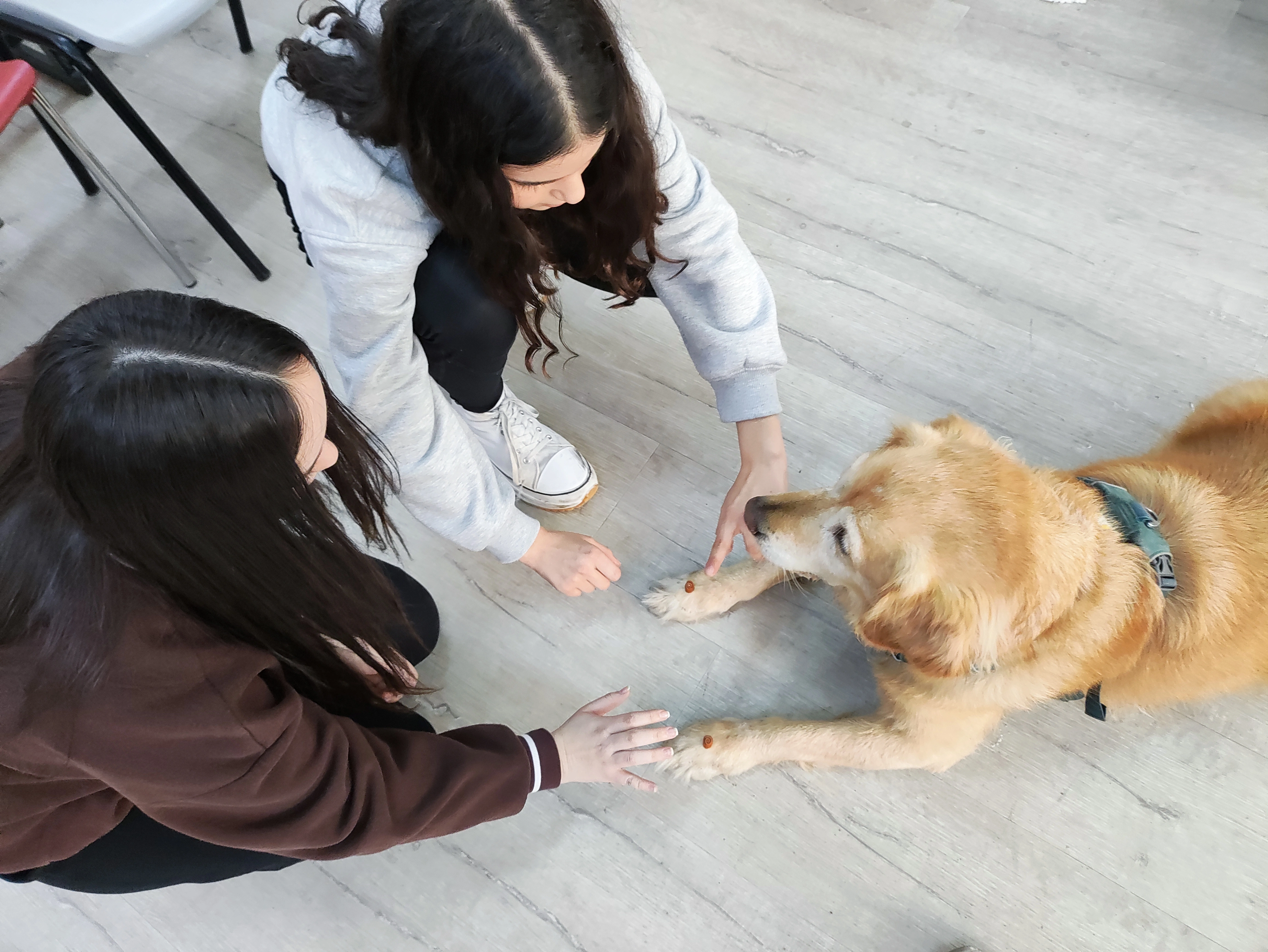פעילות דרך הכלב