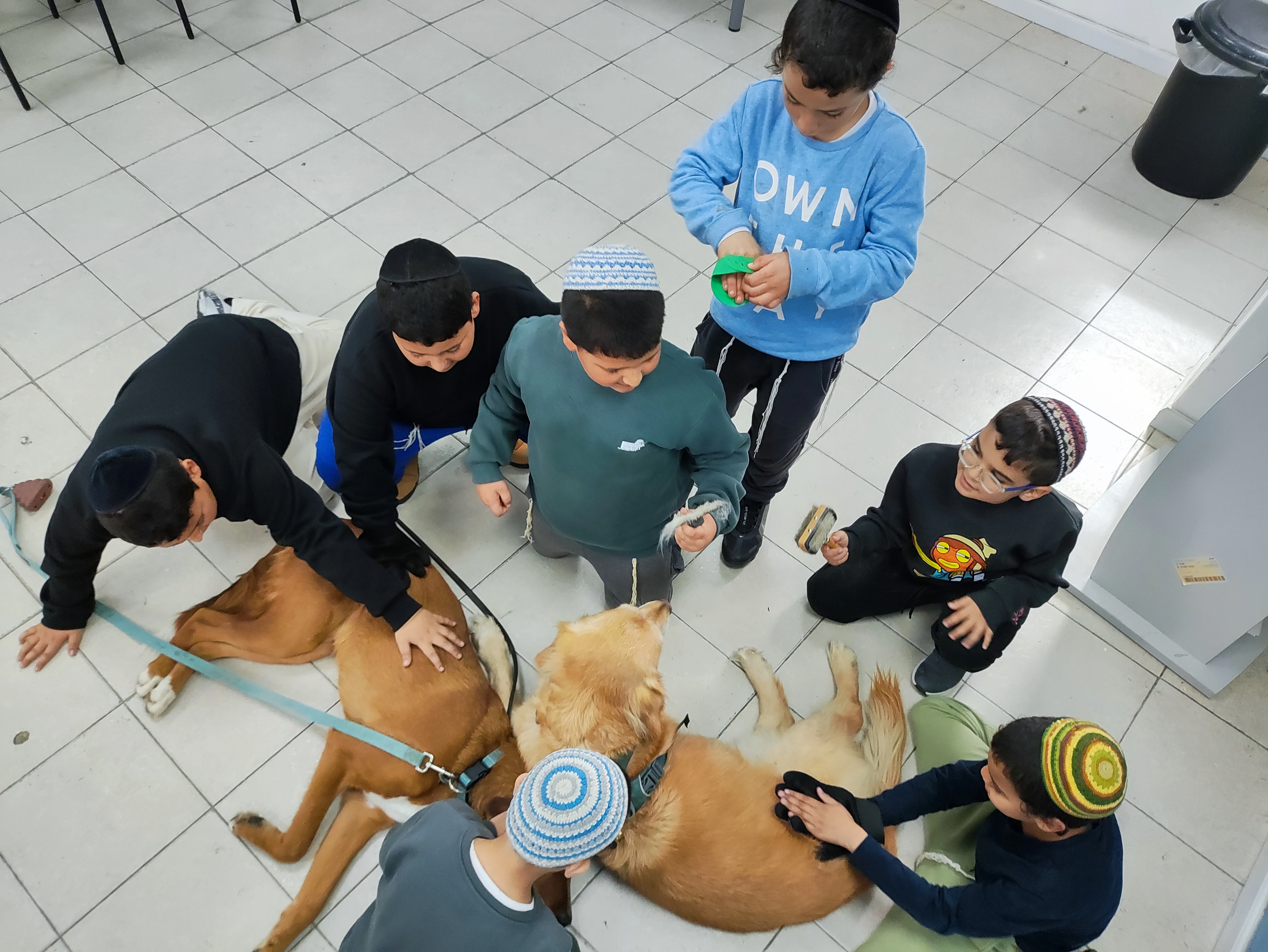 פעילות דרך הכלב