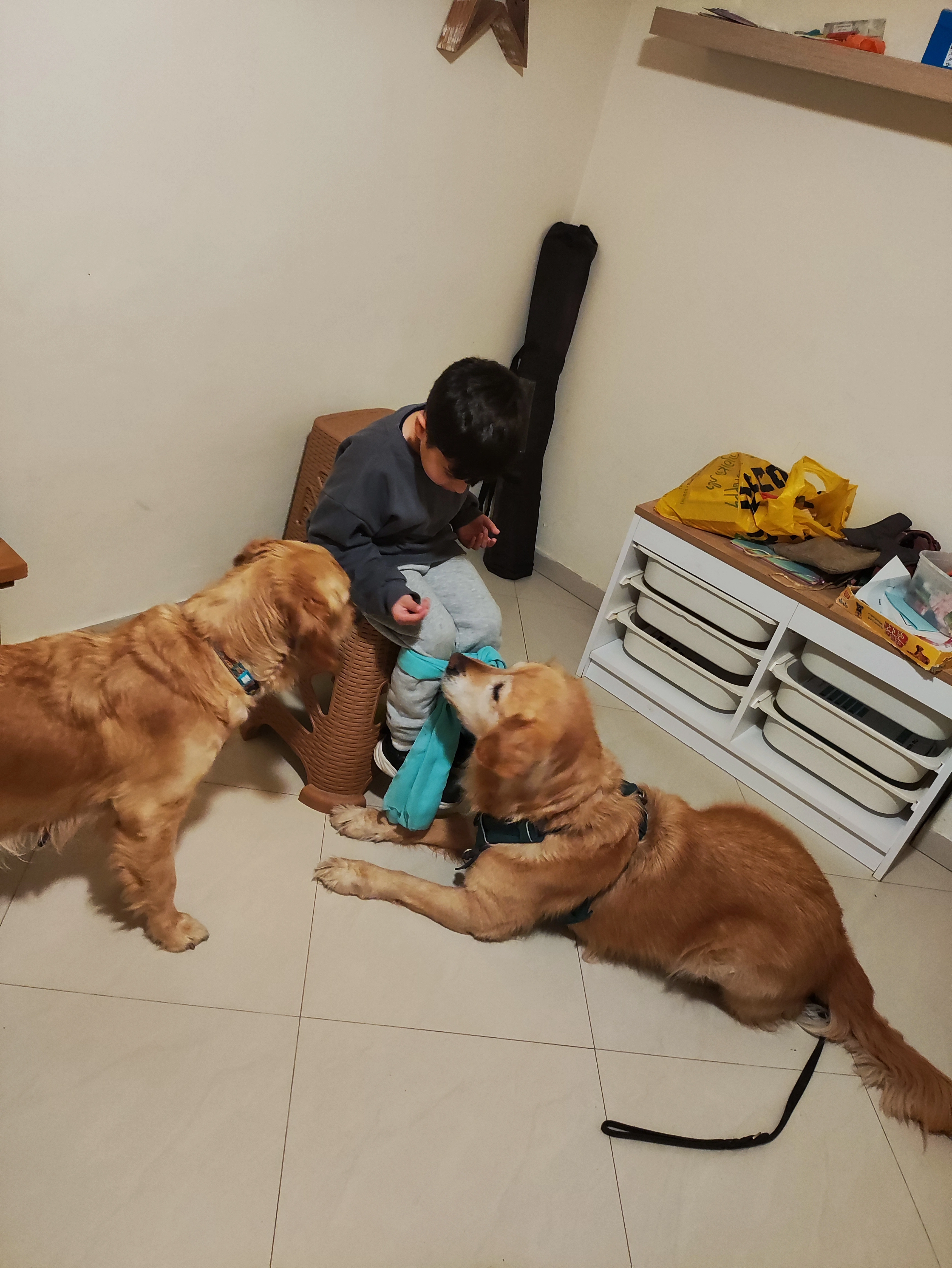 פעילות דרך הכלב