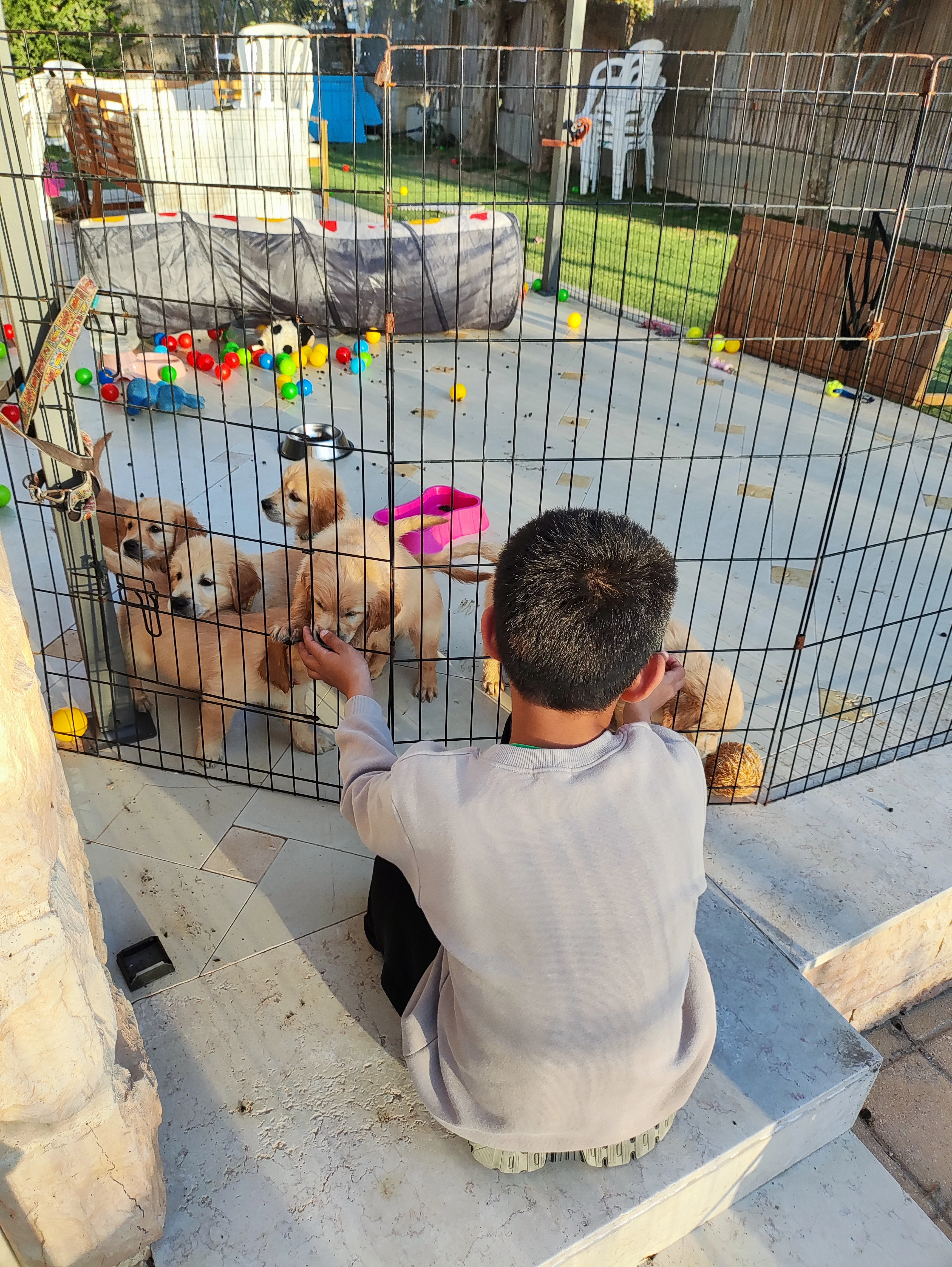 פעילות דרך הכלב