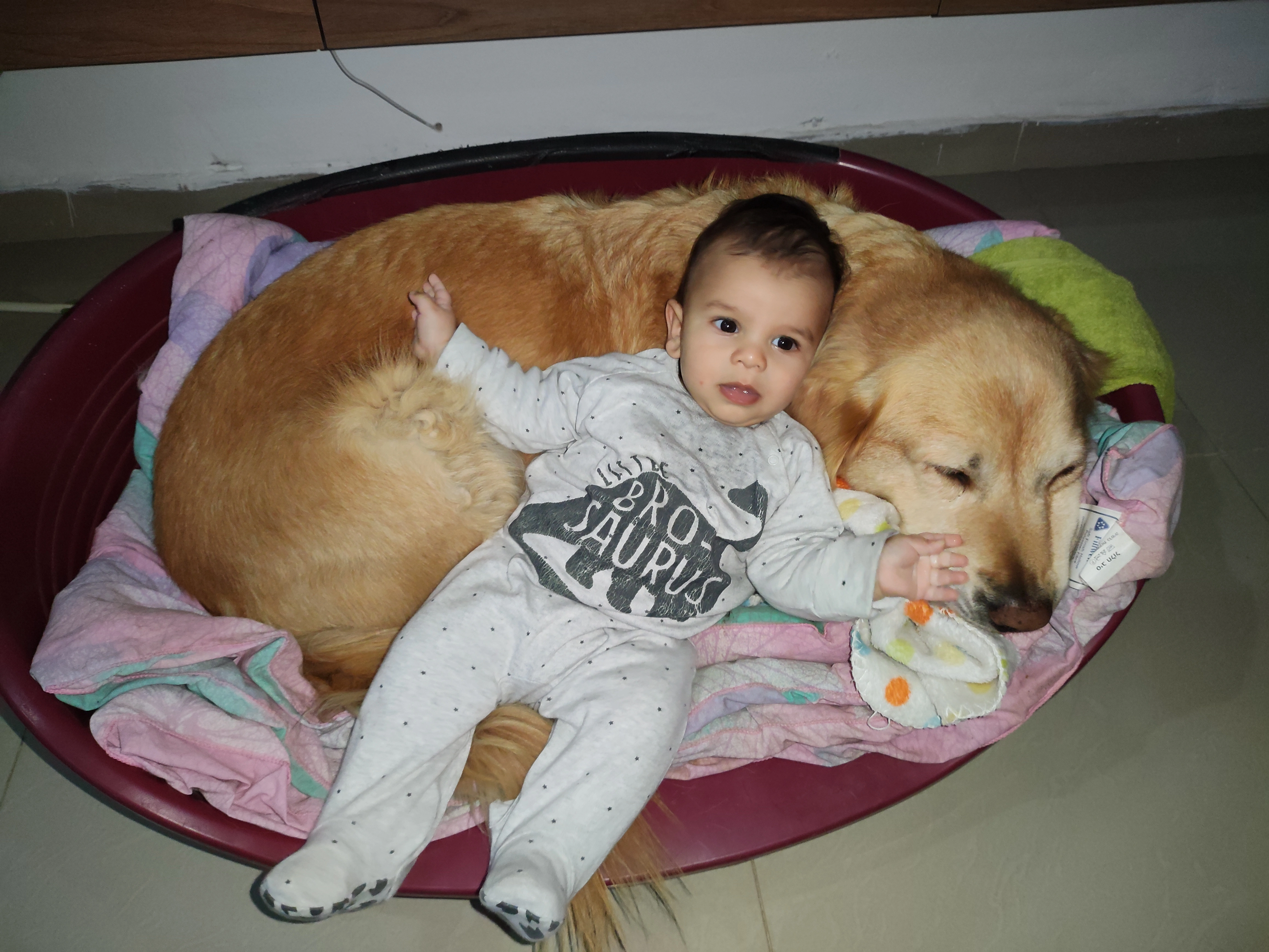 פעילות דרך הכלב