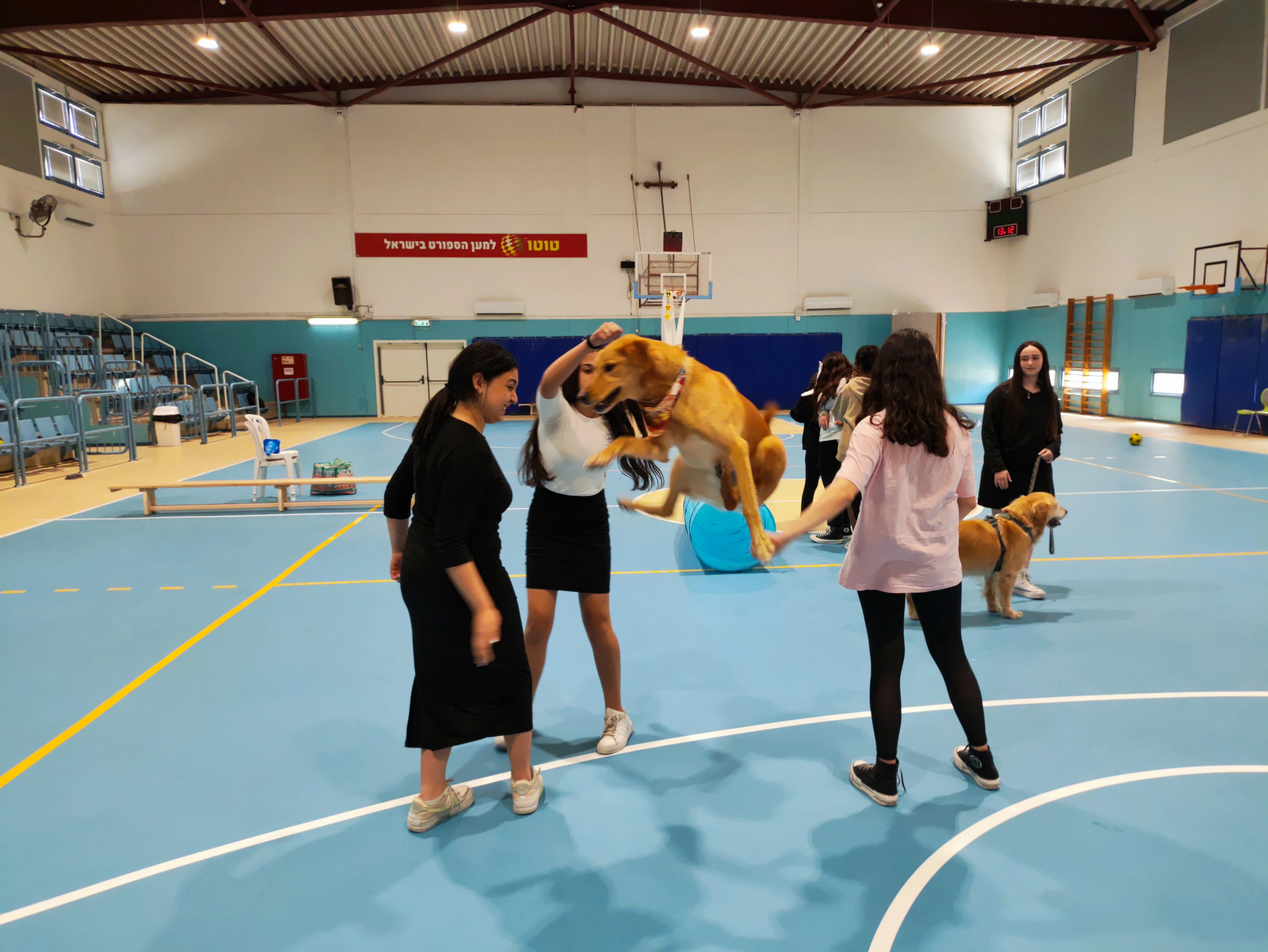 פעילות דרך הכלב