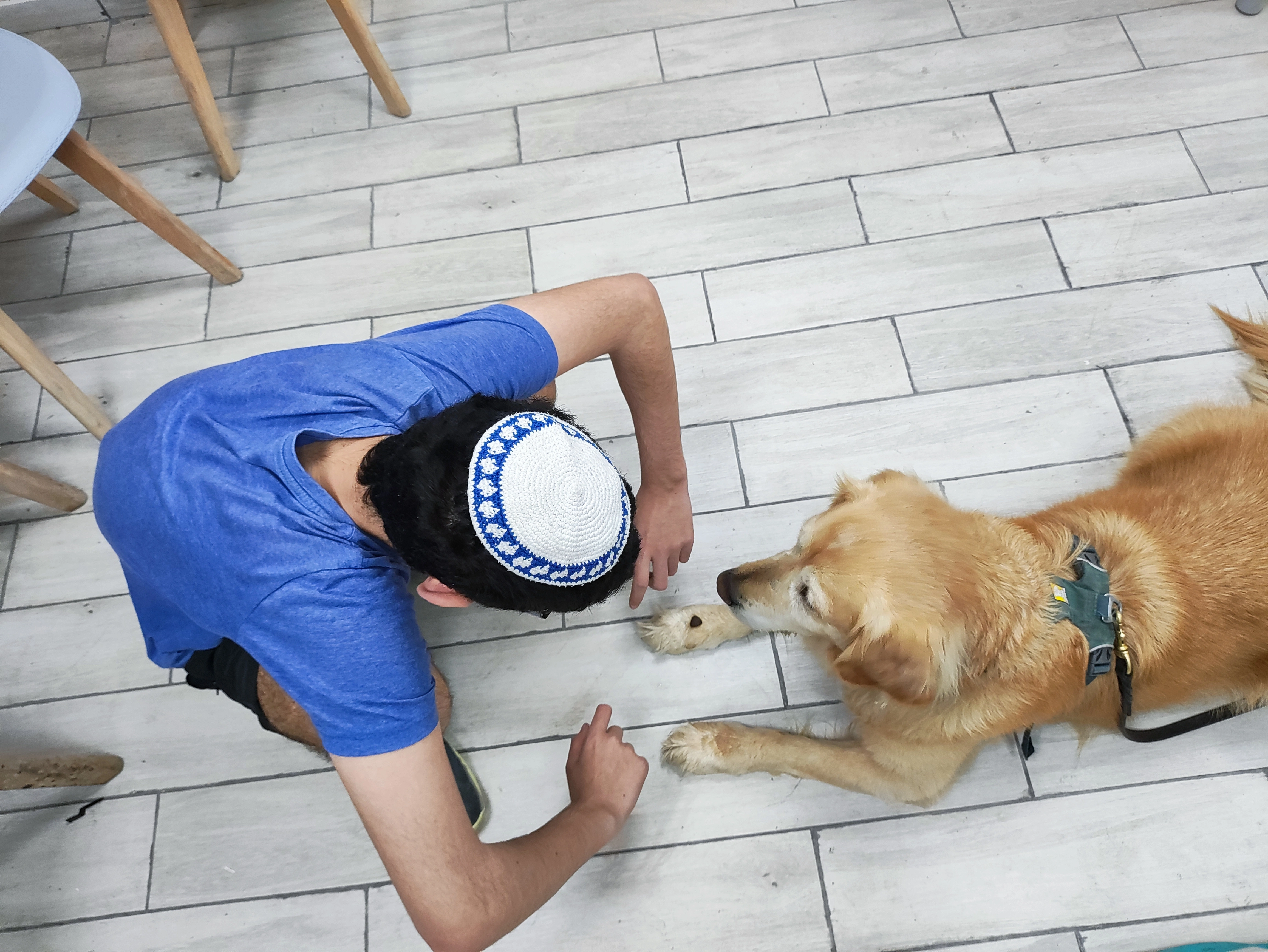 פעילות דרך הכלב