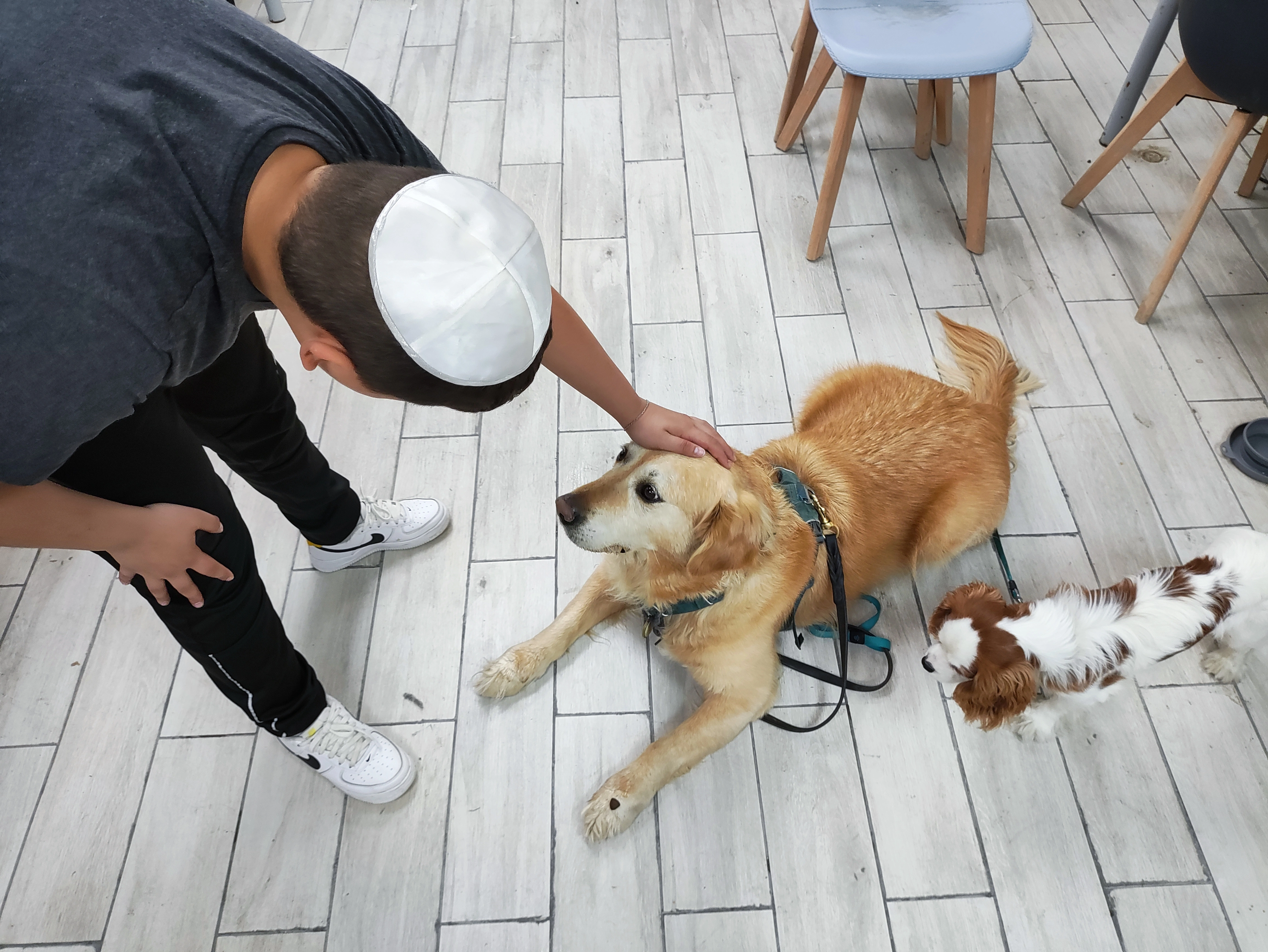 פעילות דרך הכלב