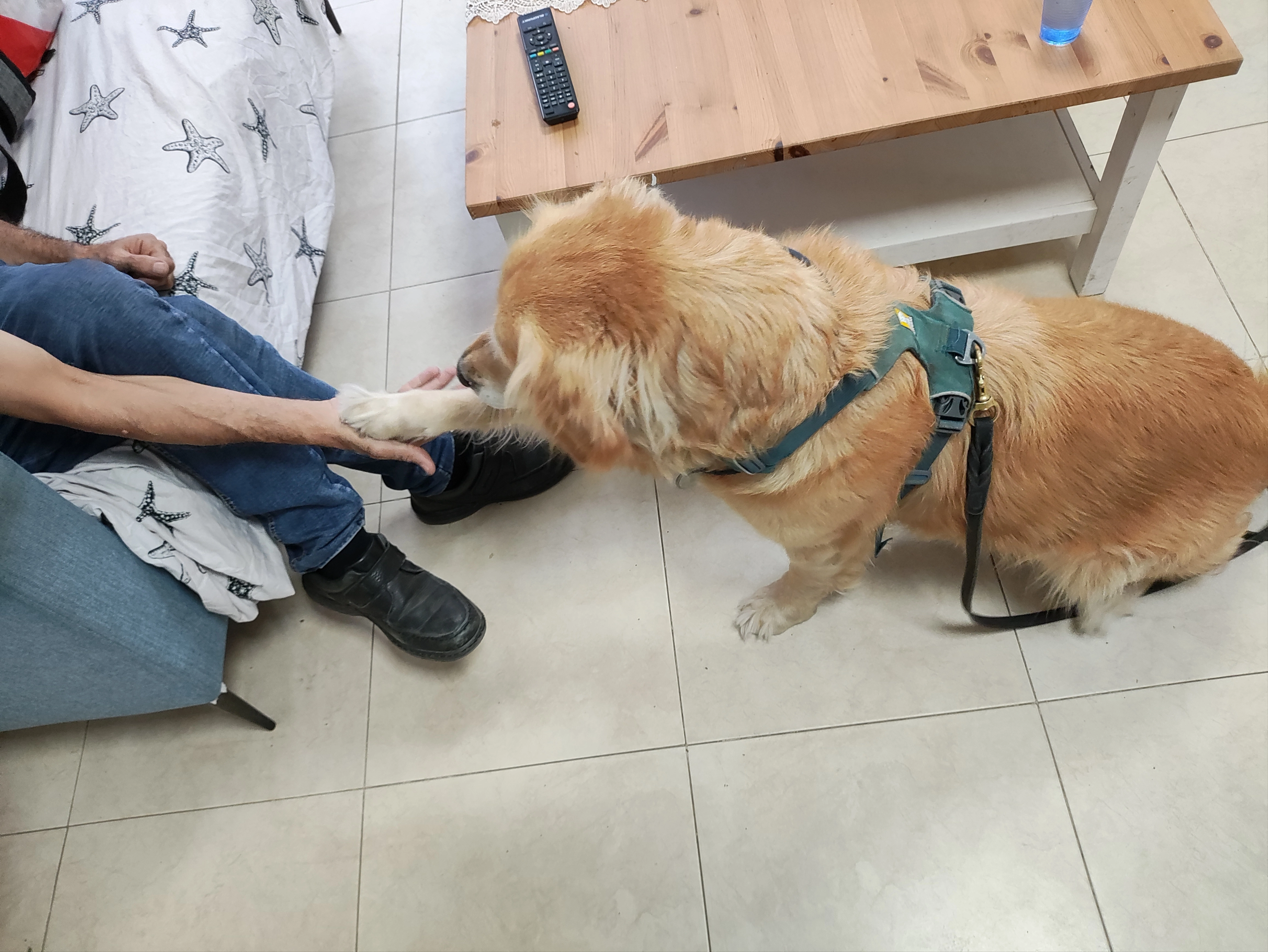 פעילות דרך הכלב