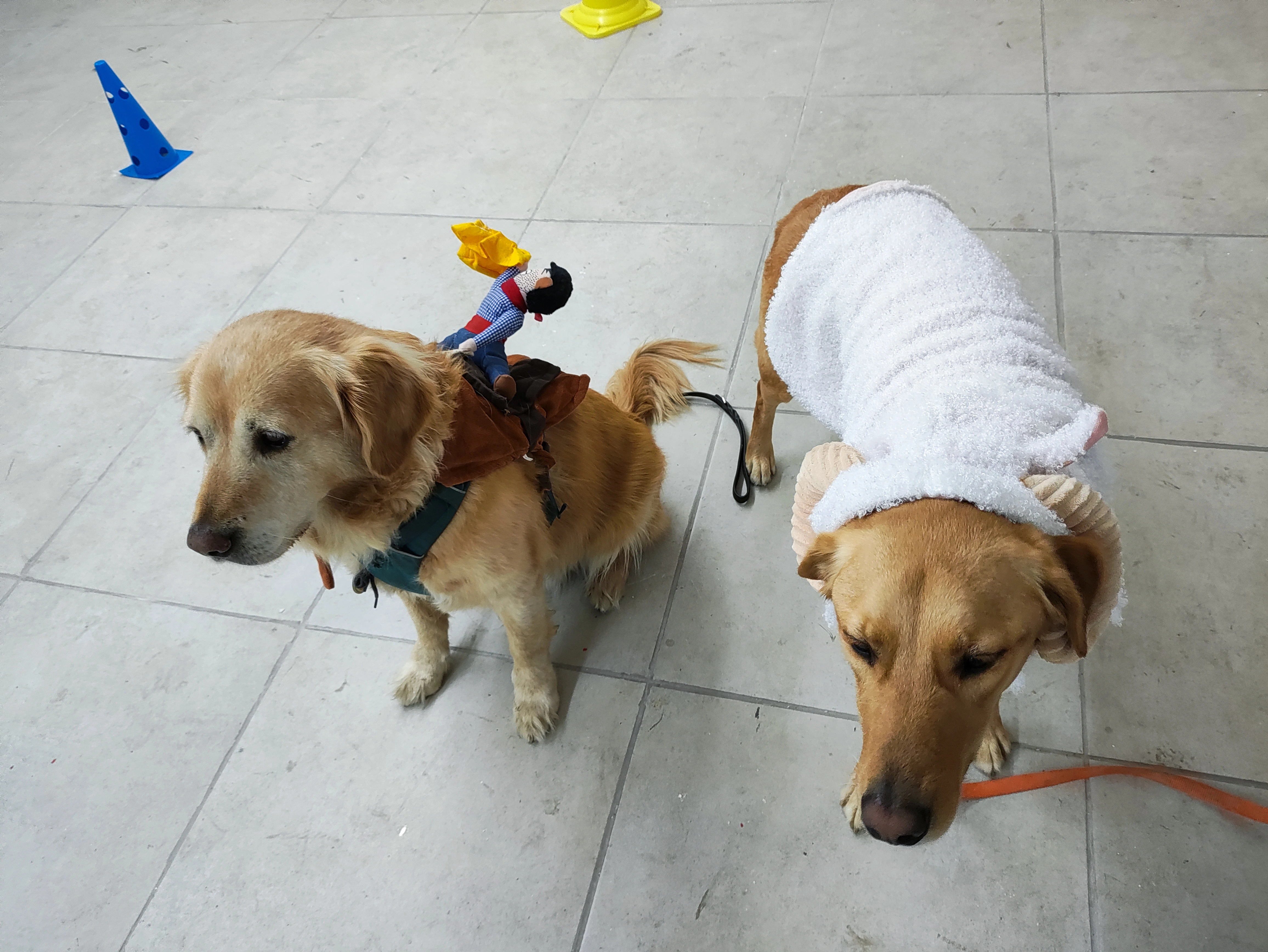 פעילות דרך הכלב