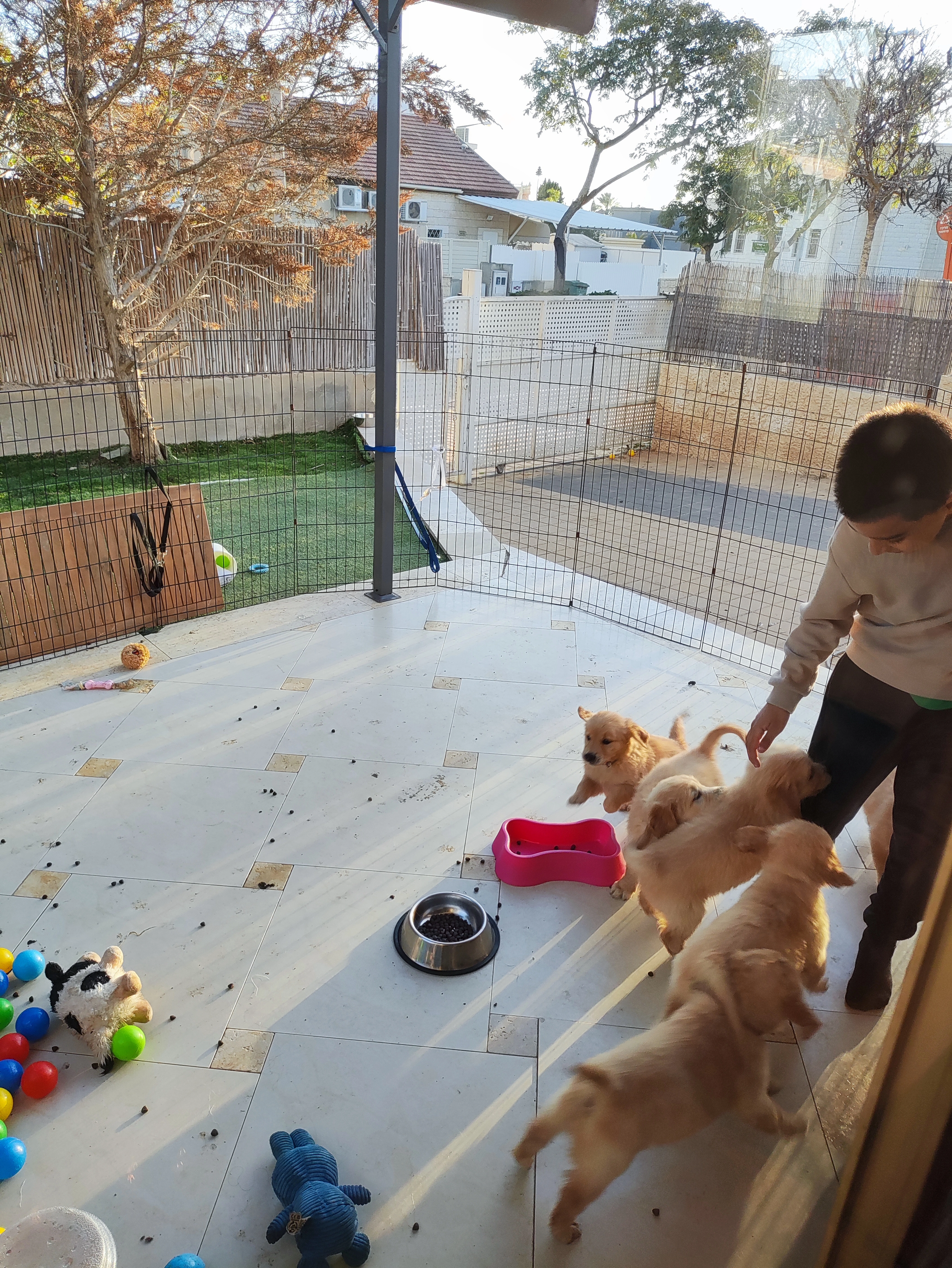 פעילות דרך הכלב