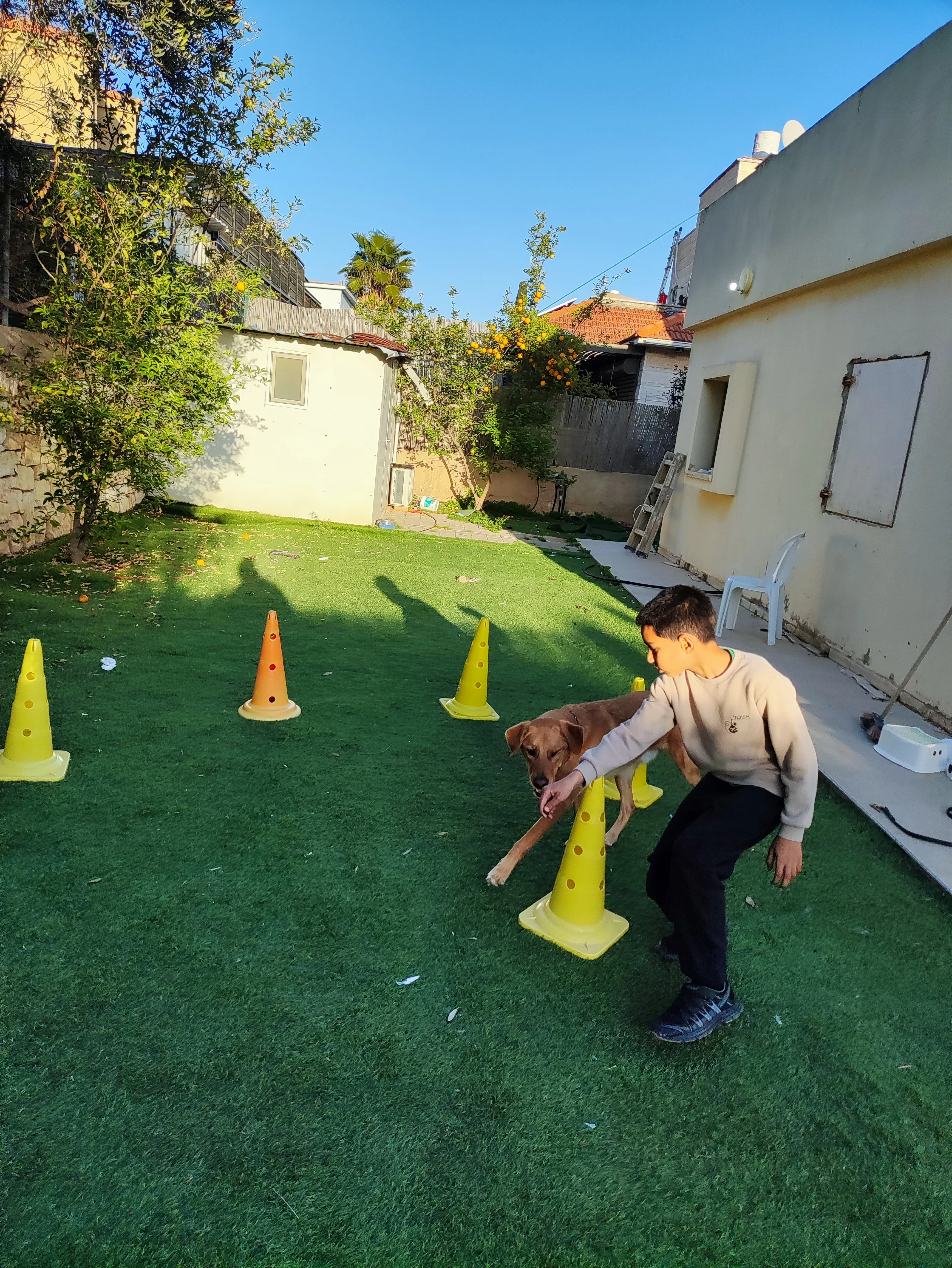 פעילות דרך הכלב