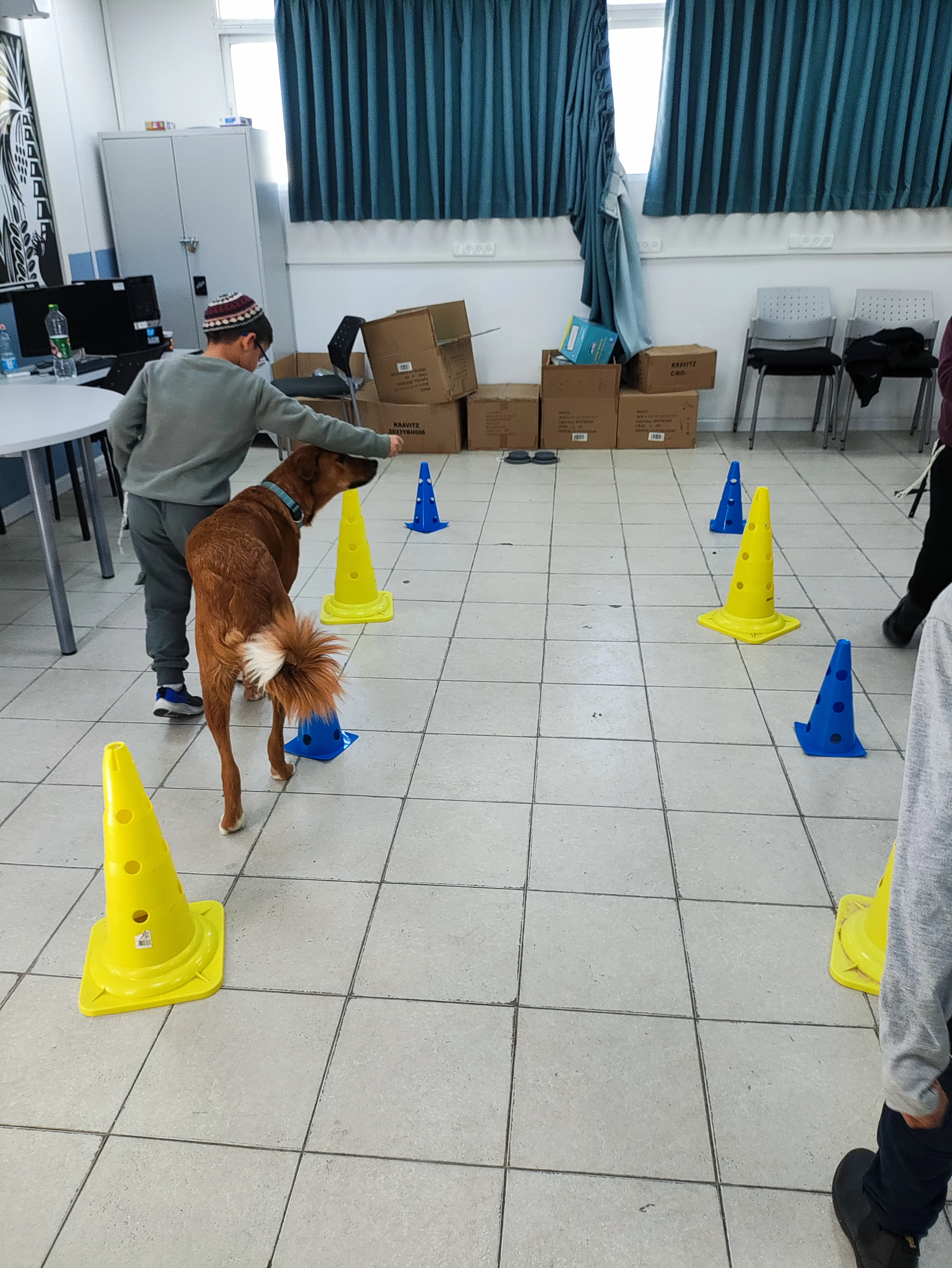 פעילות דרך הכלב