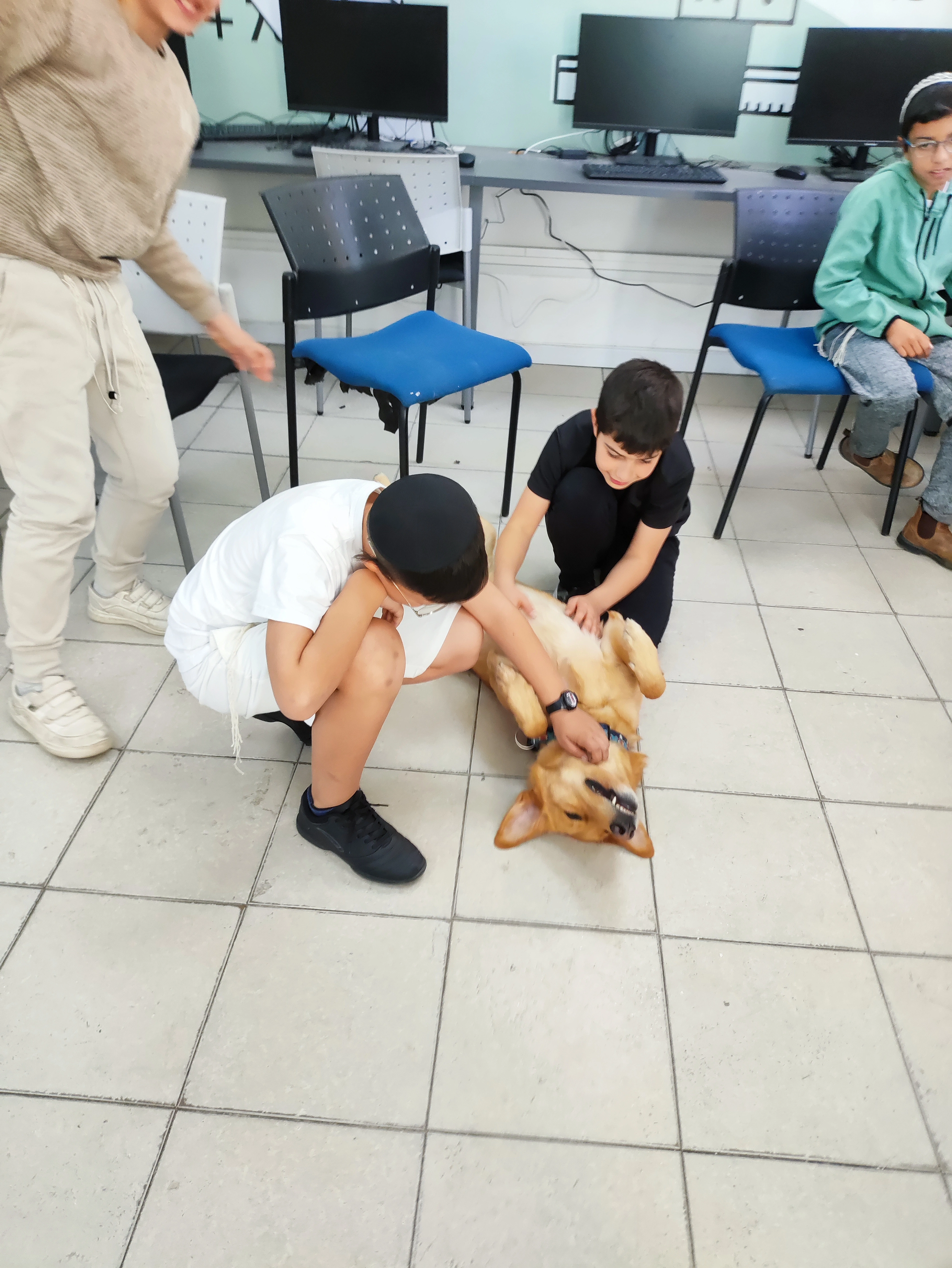 פעילות דרך הכלב