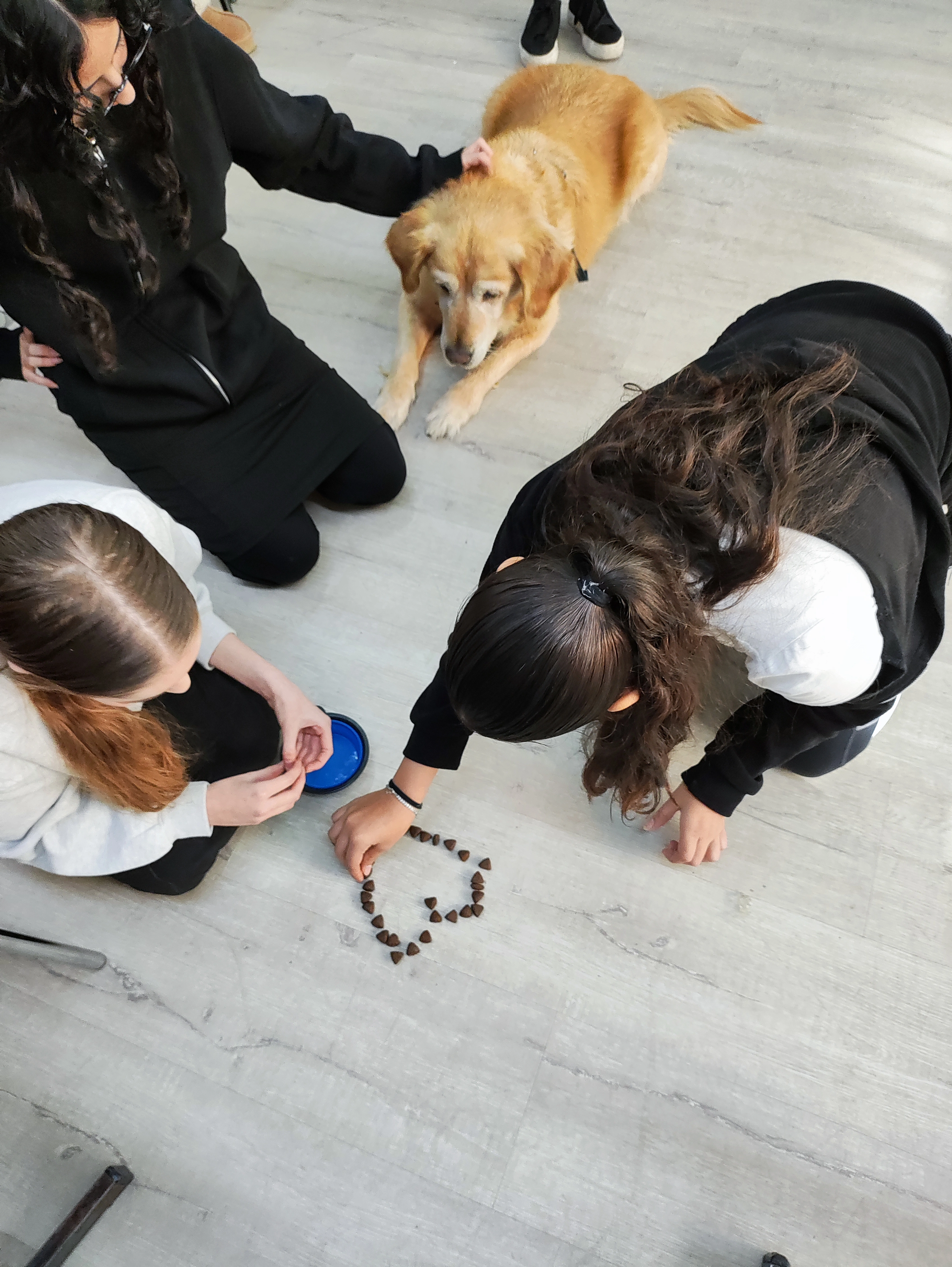 פעילות דרך הכלב