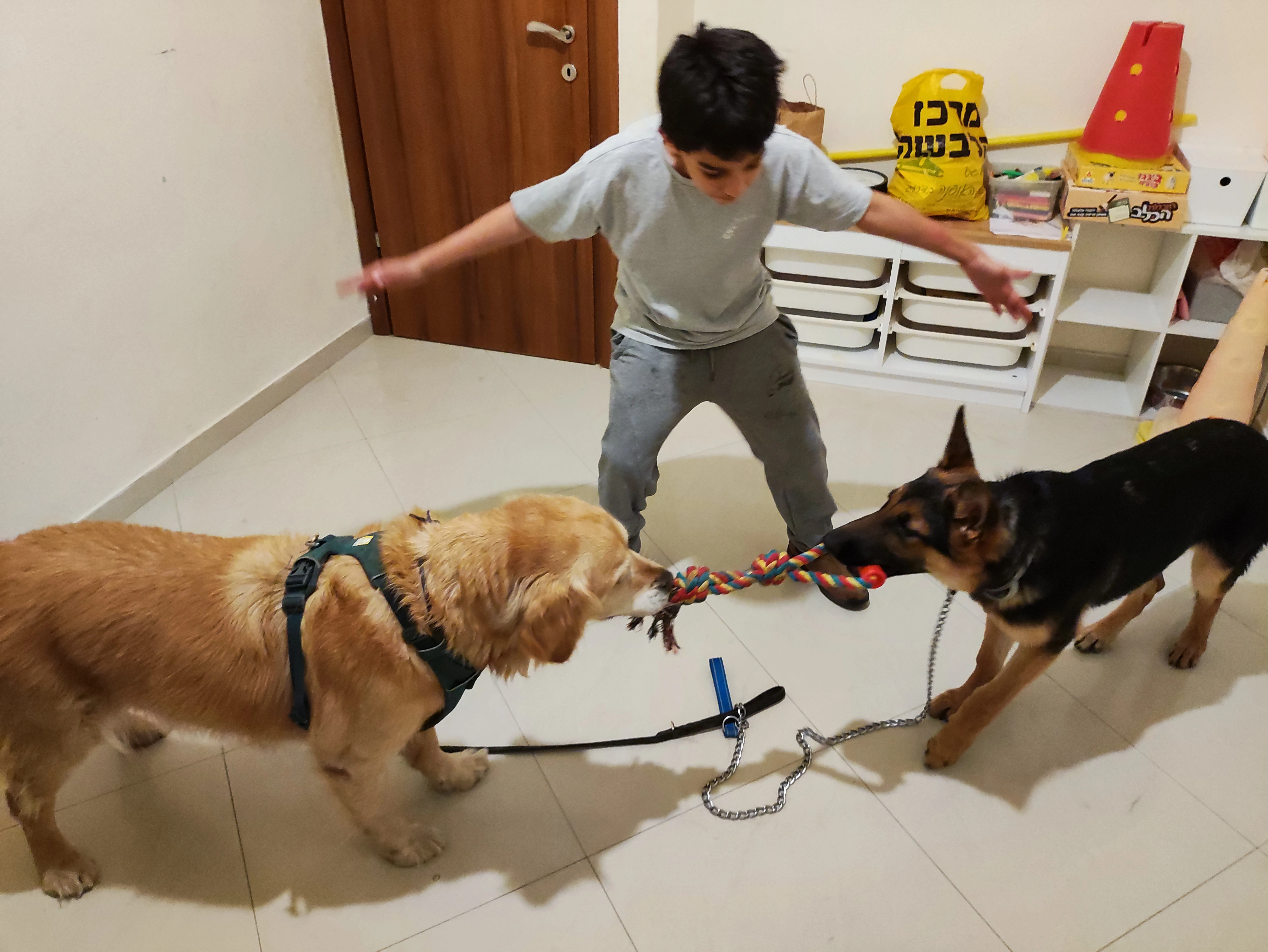 פעילות דרך הכלב