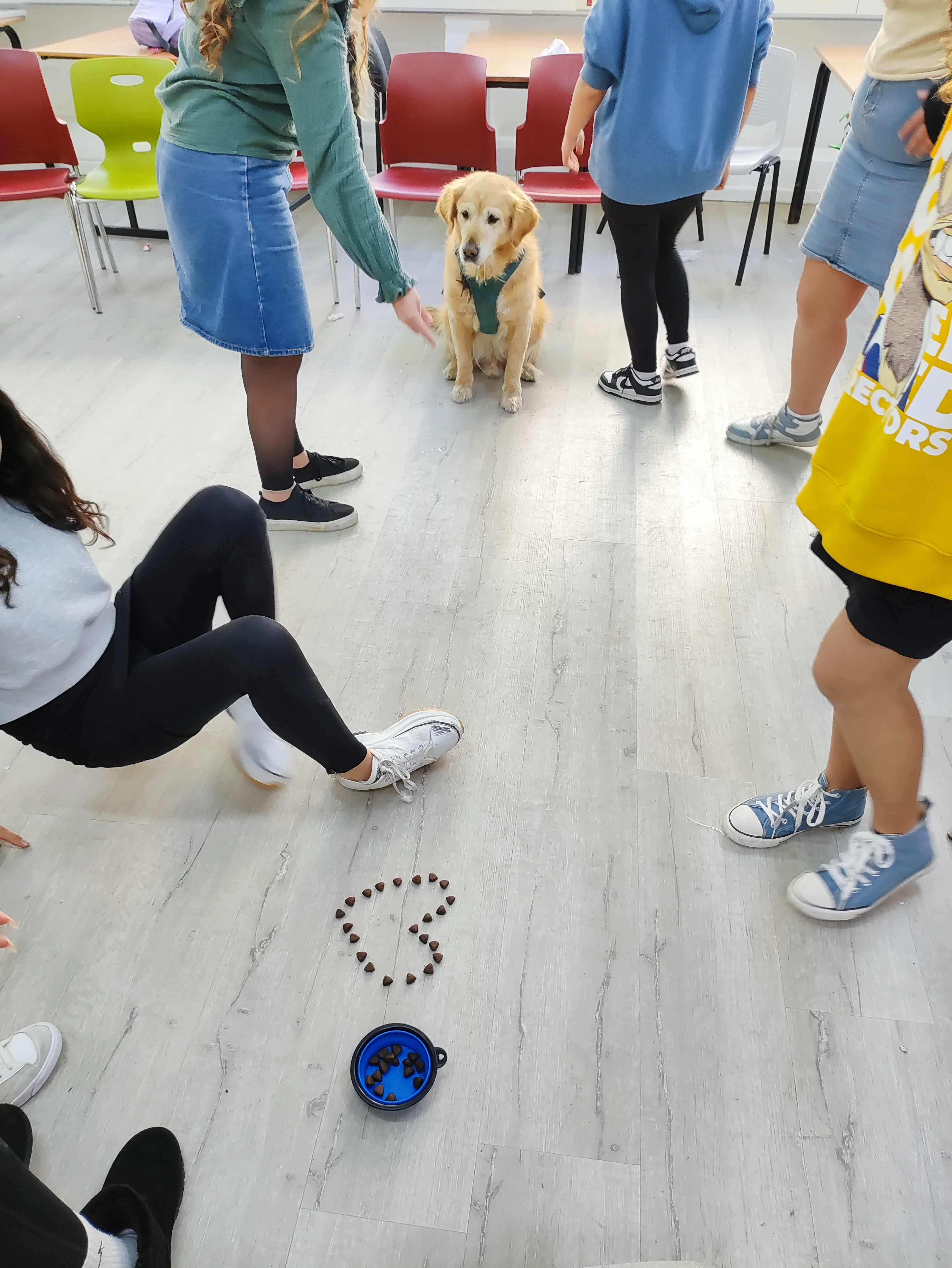 פעילות דרך הכלב