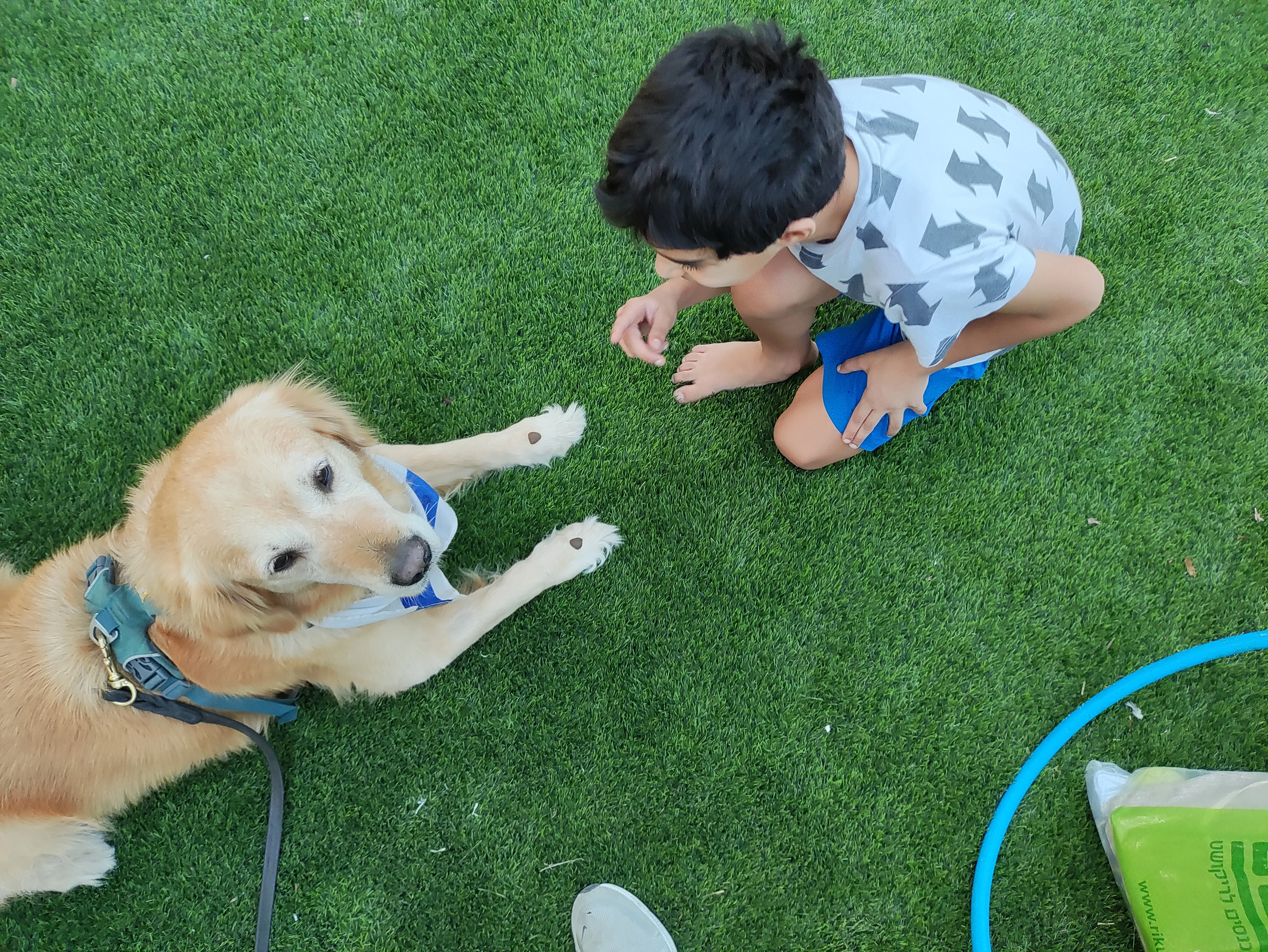 פעילות דרך הכלב
