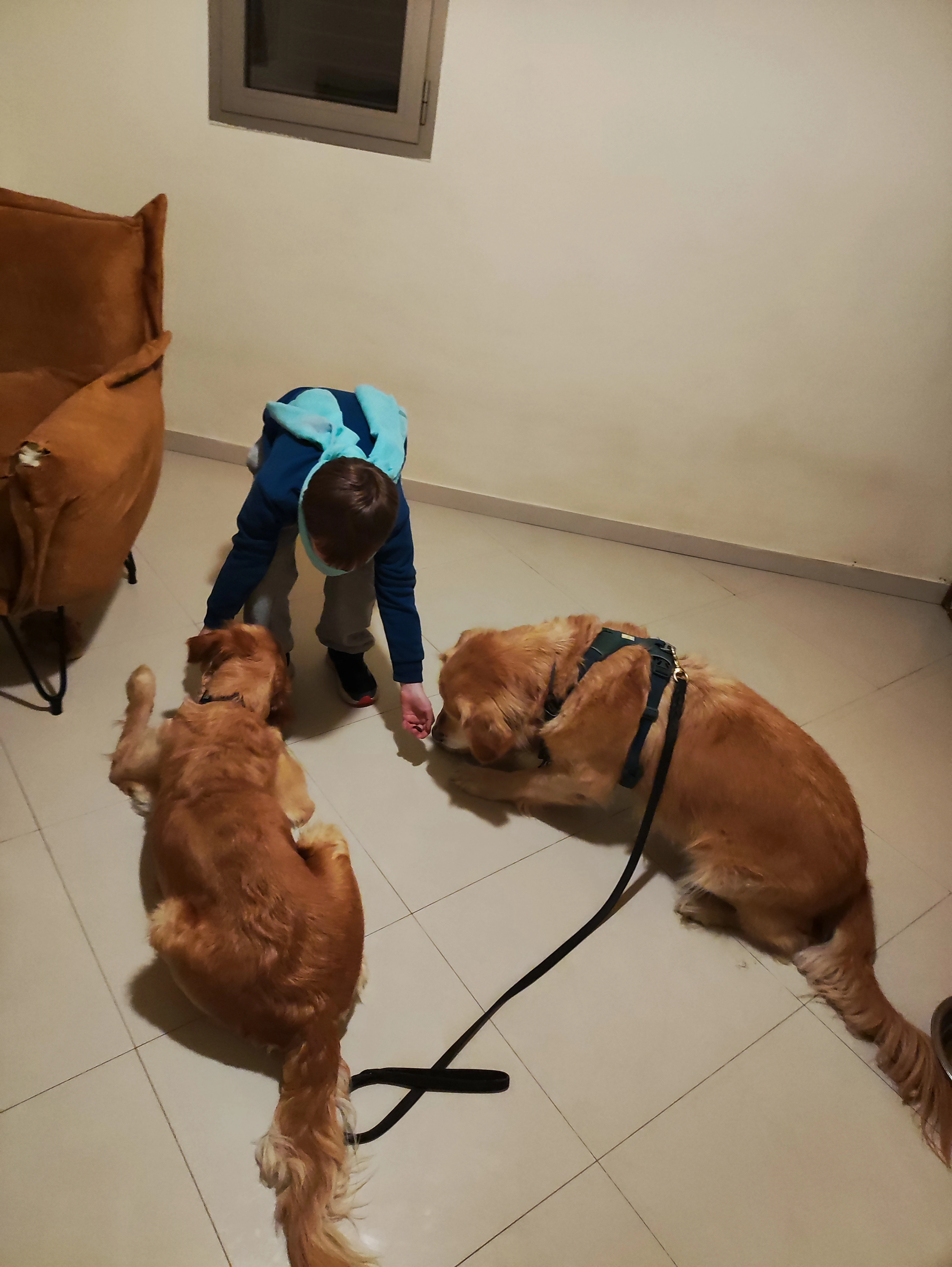 פעילות דרך הכלב