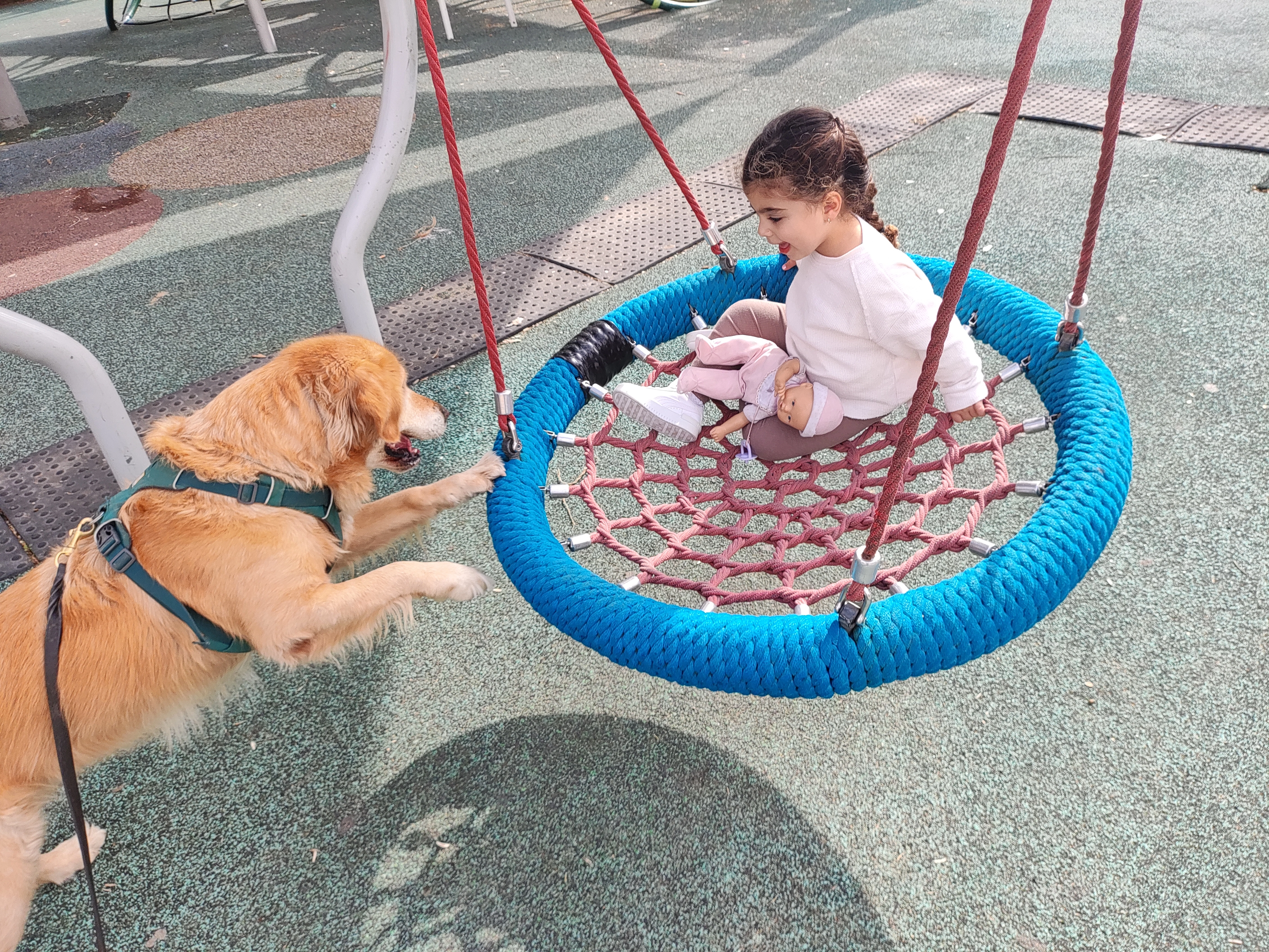 פעילות דרך הכלב