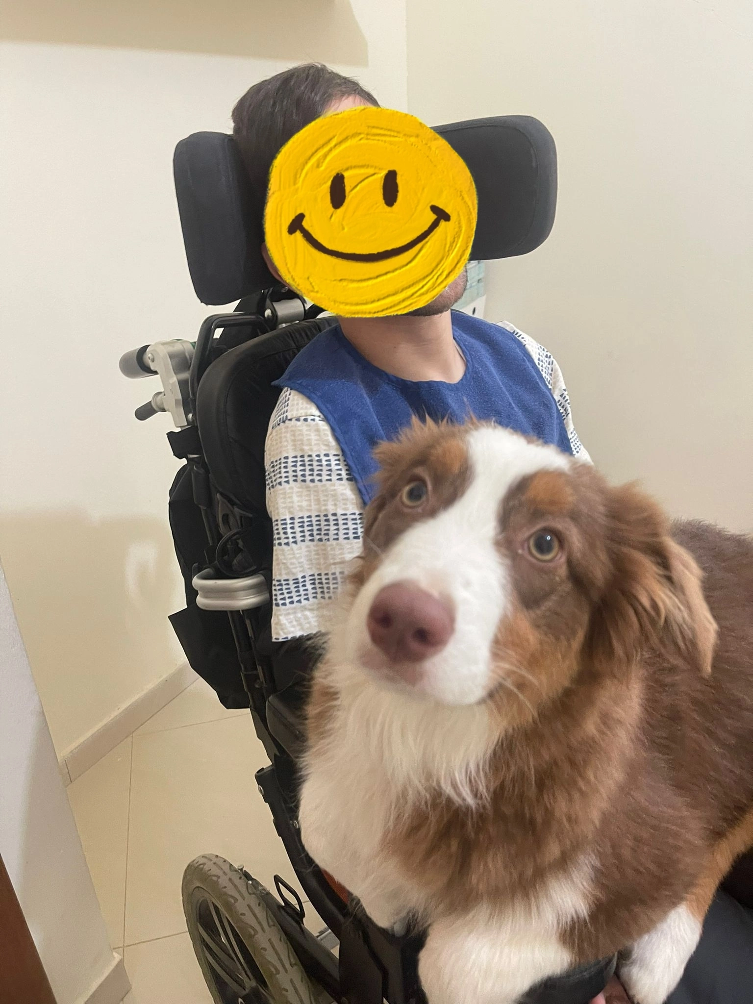 פעילות דרך הכלב