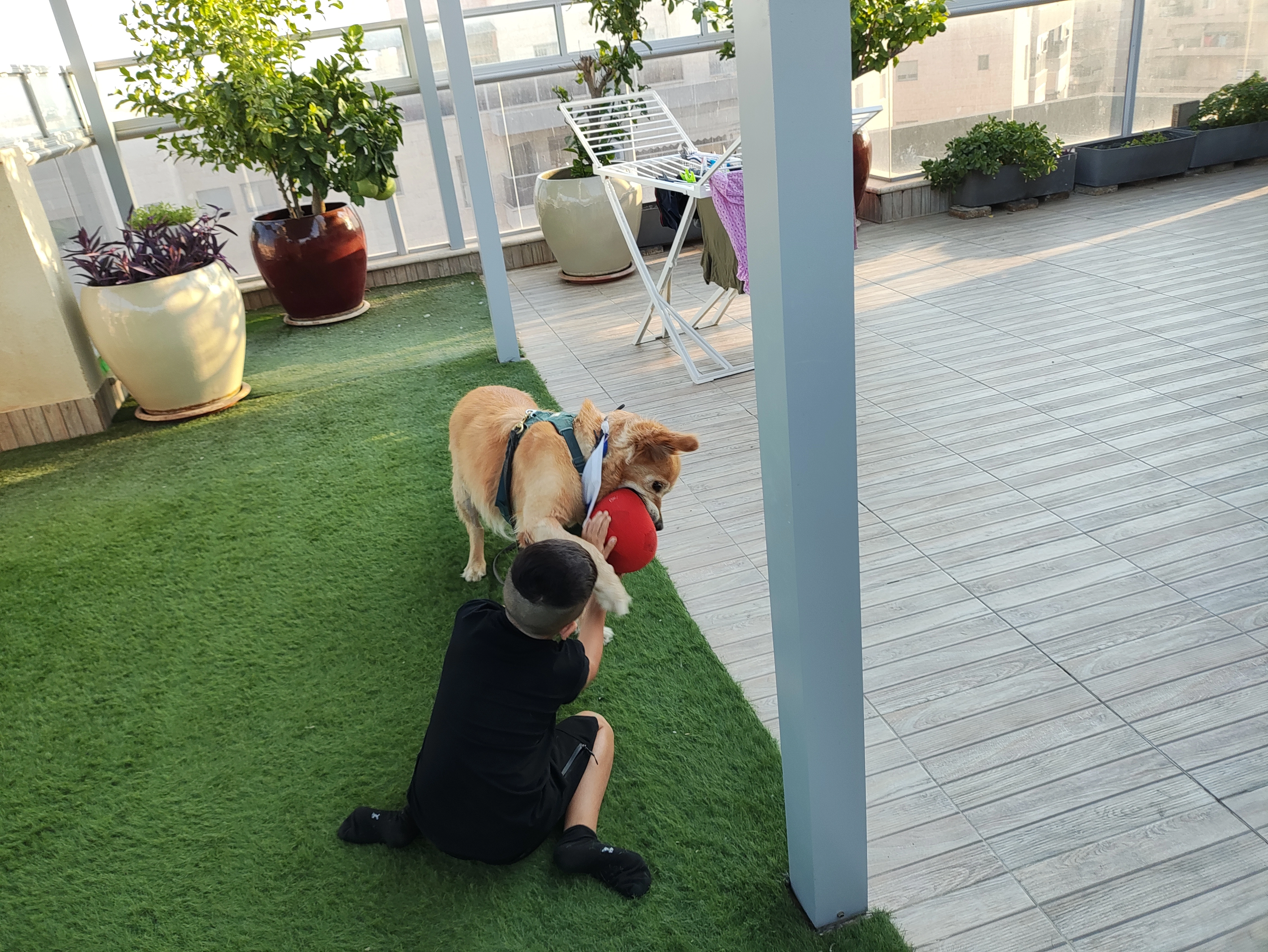 פעילות דרך הכלב