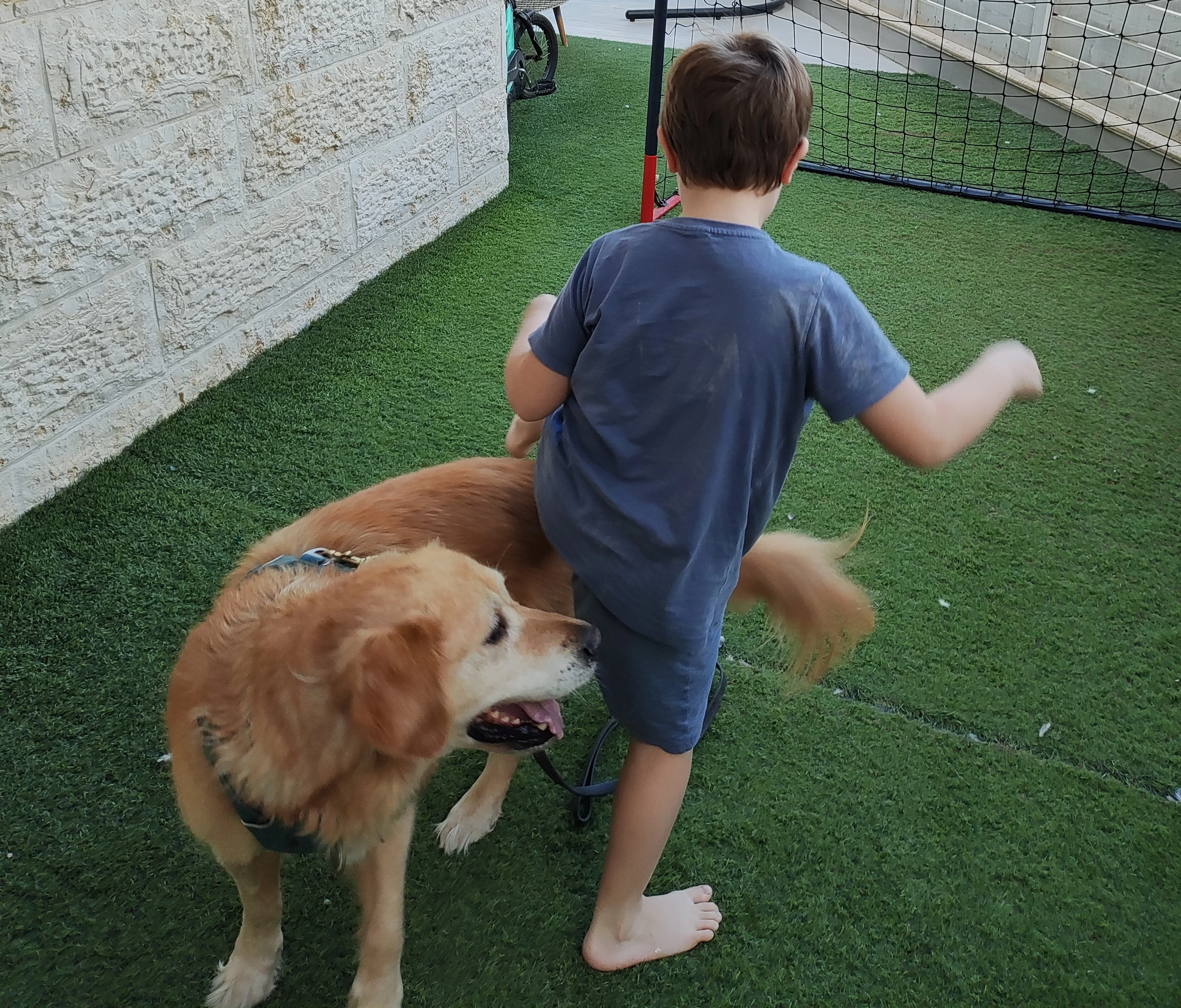 פעילות דרך הכלב