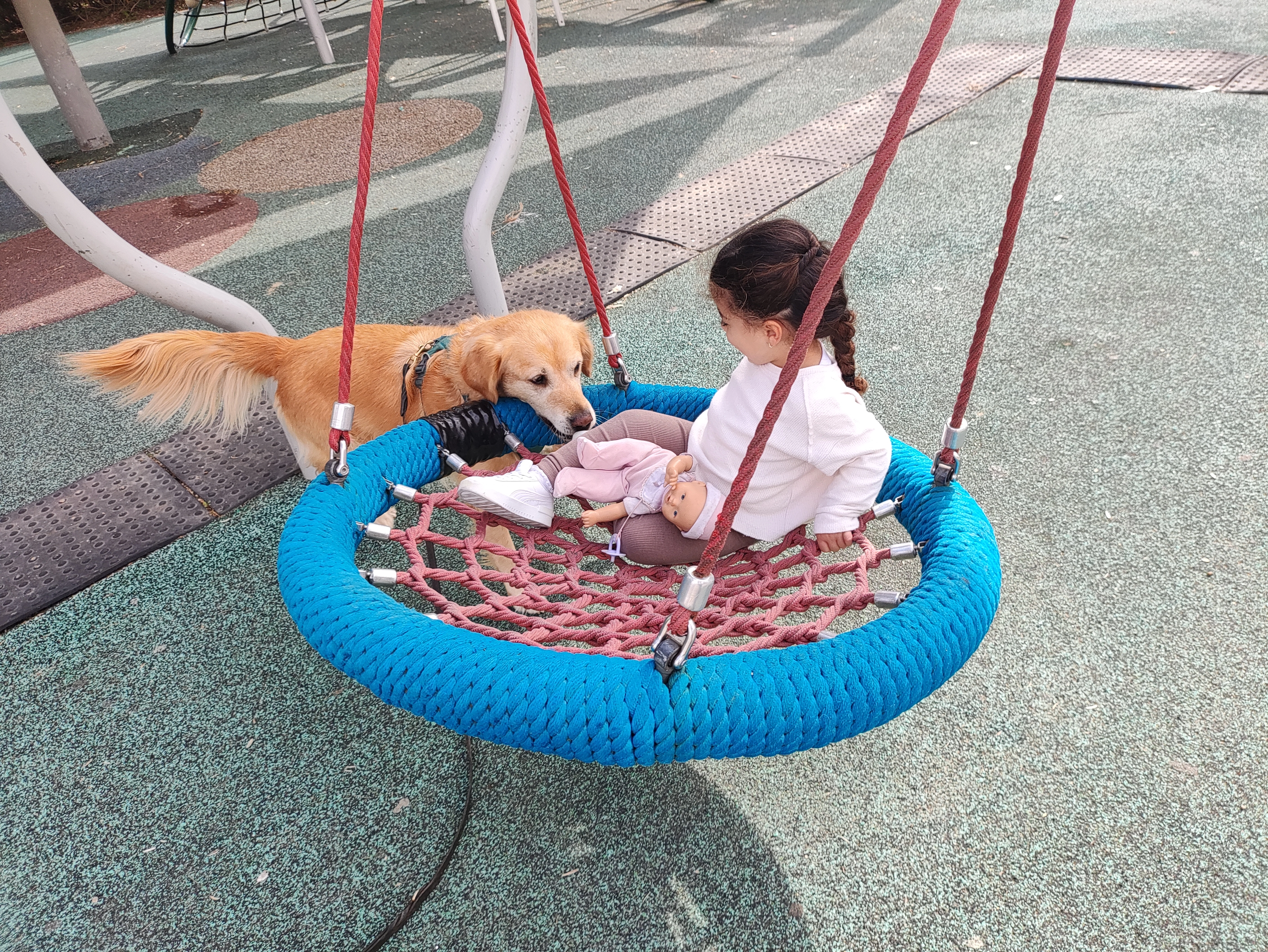 פעילות דרך הכלב