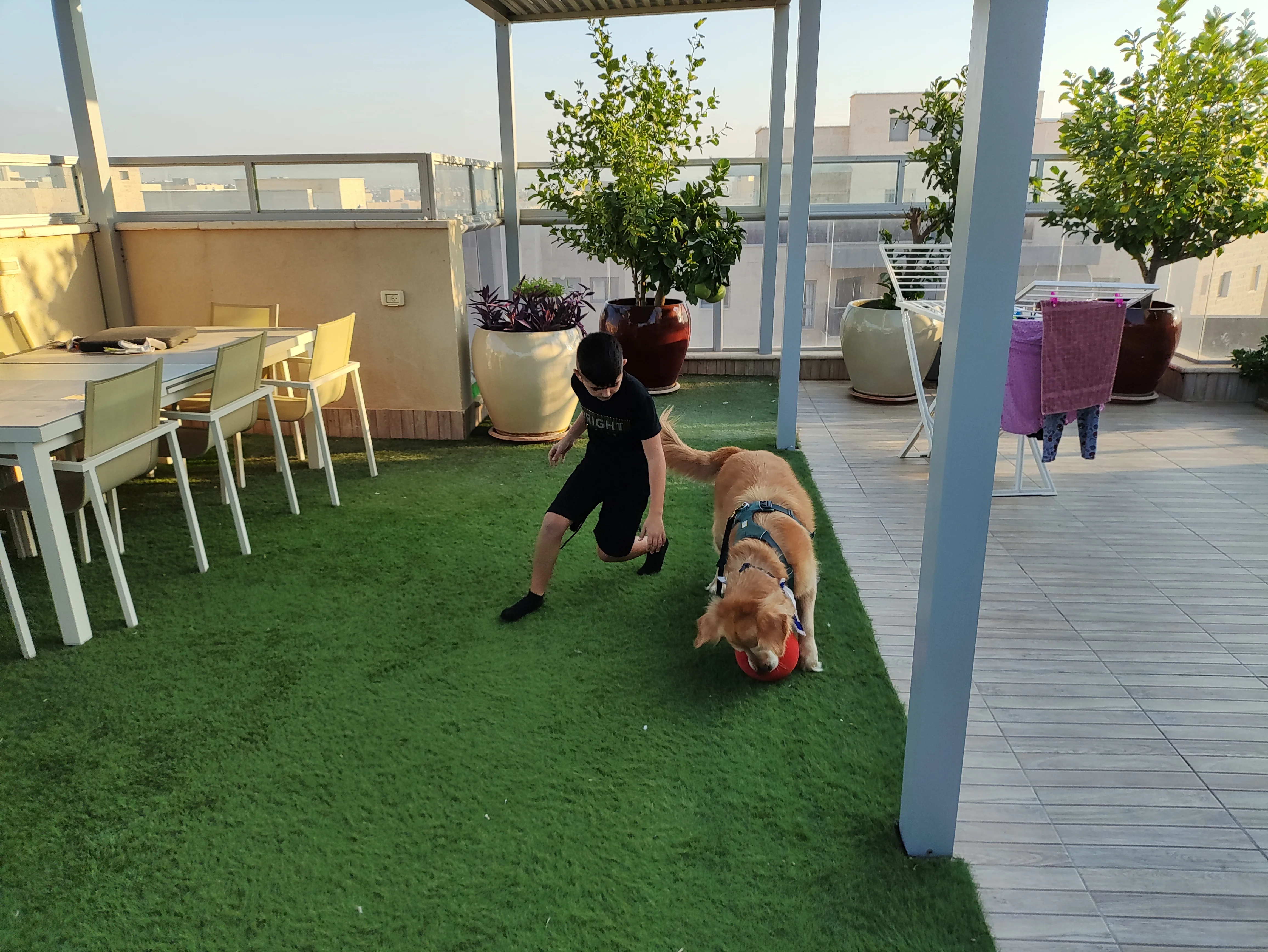 פעילות דרך הכלב