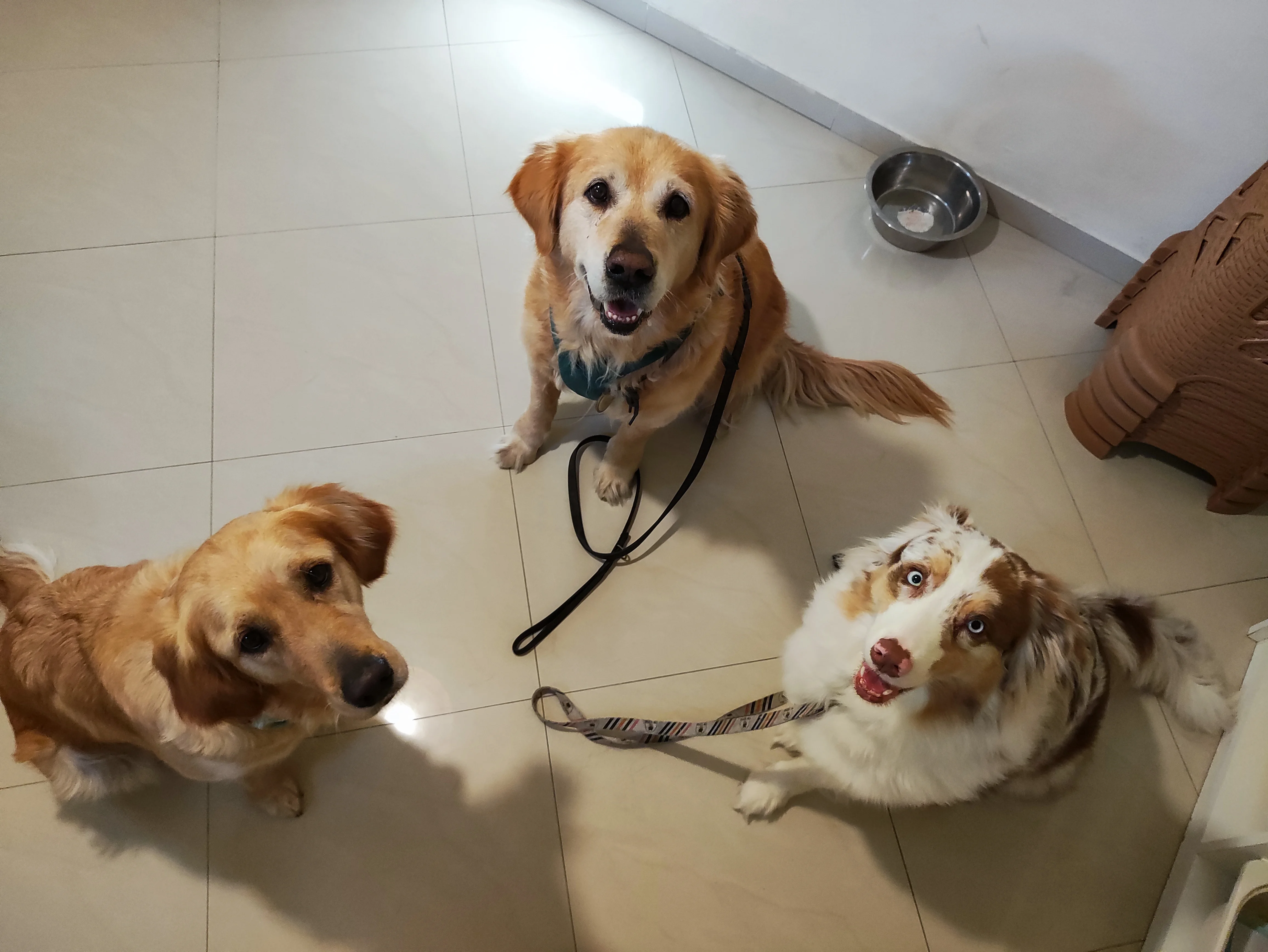 פעילות דרך הכלב