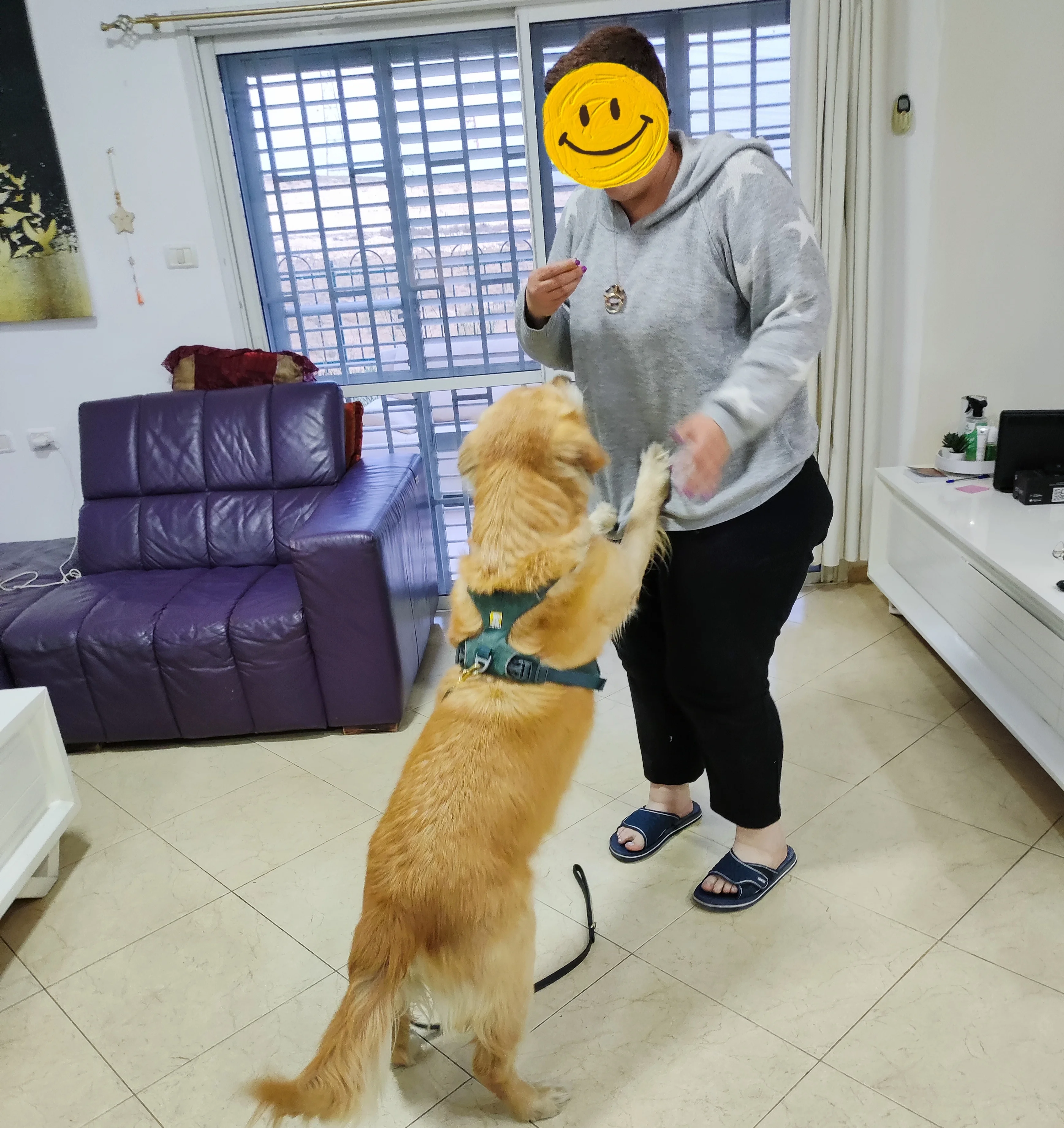 פעילות דרך הכלב