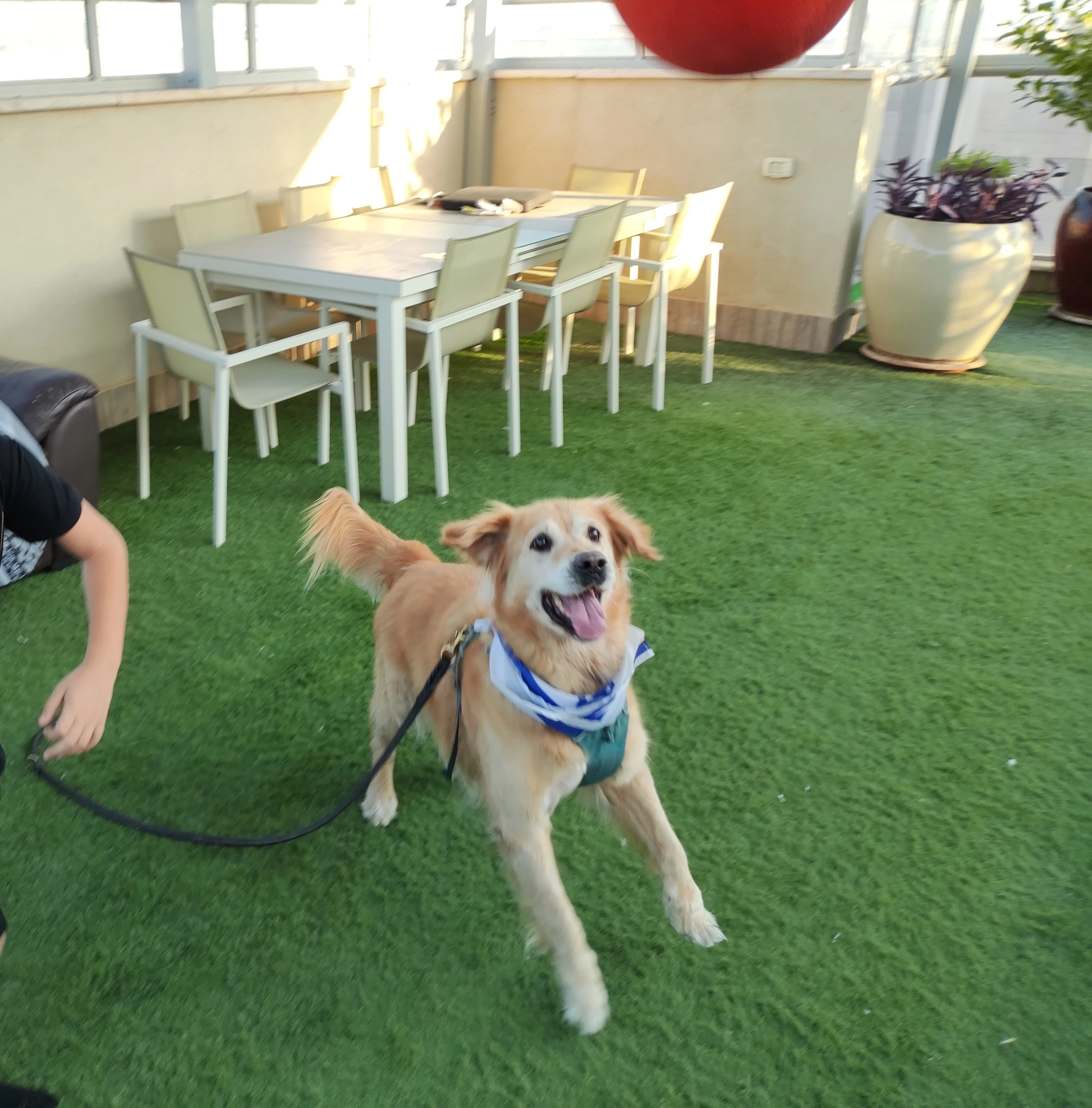 פעילות דרך הכלב